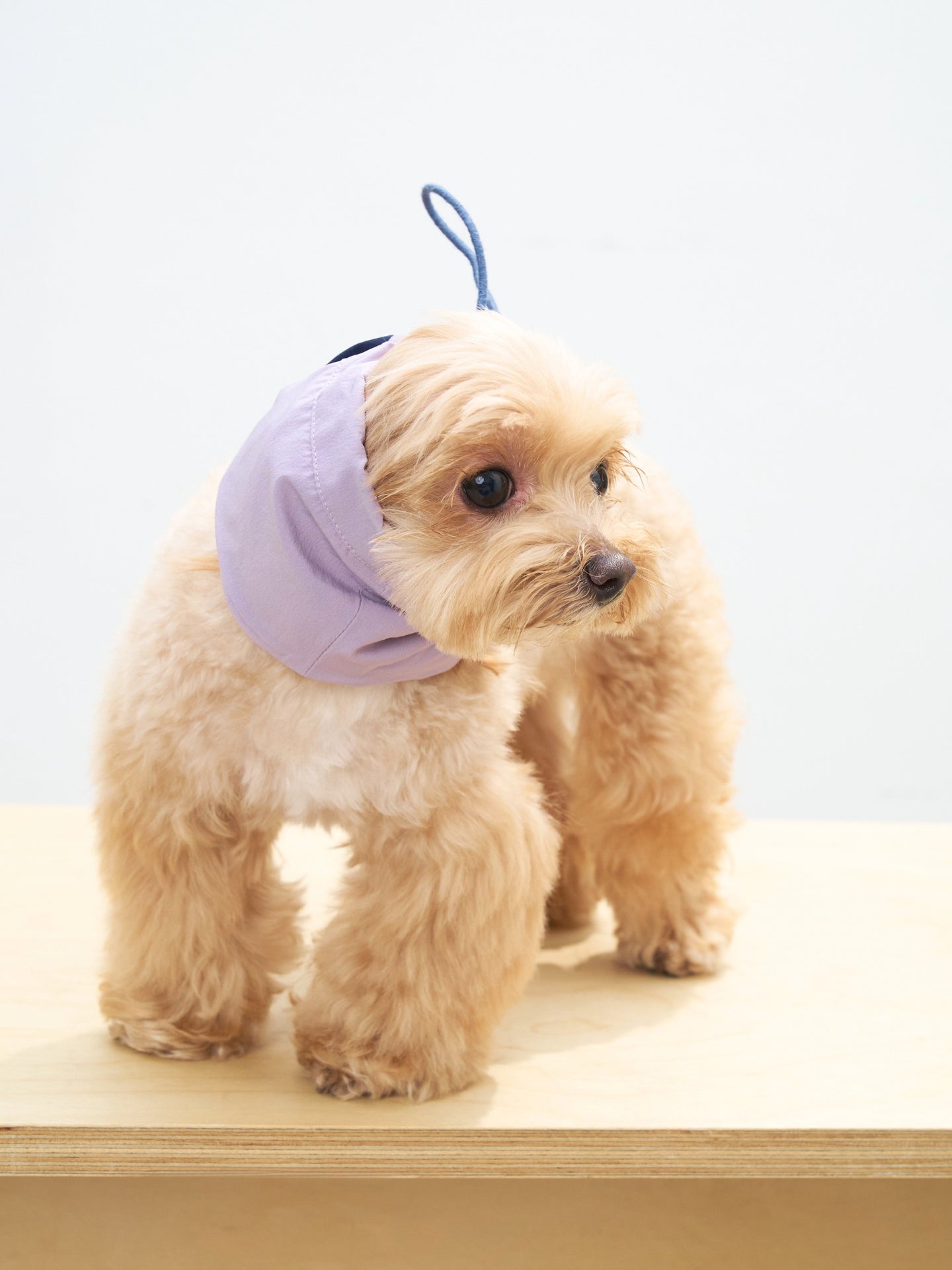 Full-body view of a Maltipoo dog wearing the Oasis neck gaiter in L.Purple & Navy with soft stretch comfort.