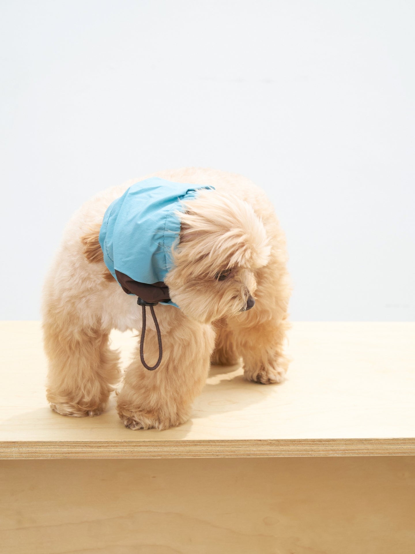 Maltipoo dog wearing the Oasis neck gaiter in Sage Green & Coffee, designed to help keep ears clean and gently hold ear fur back during mealtime.