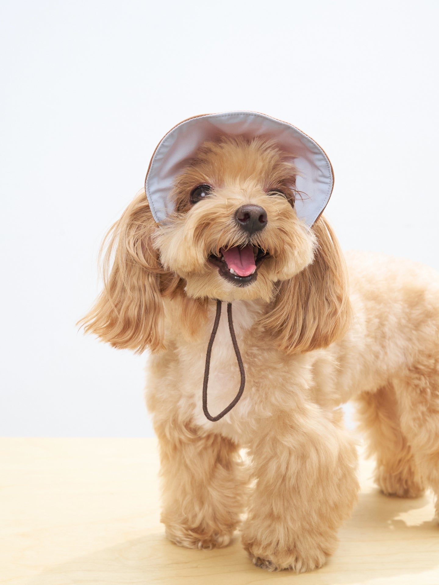 Small dog wearing light blue lightweight pet cap for summer sun protection