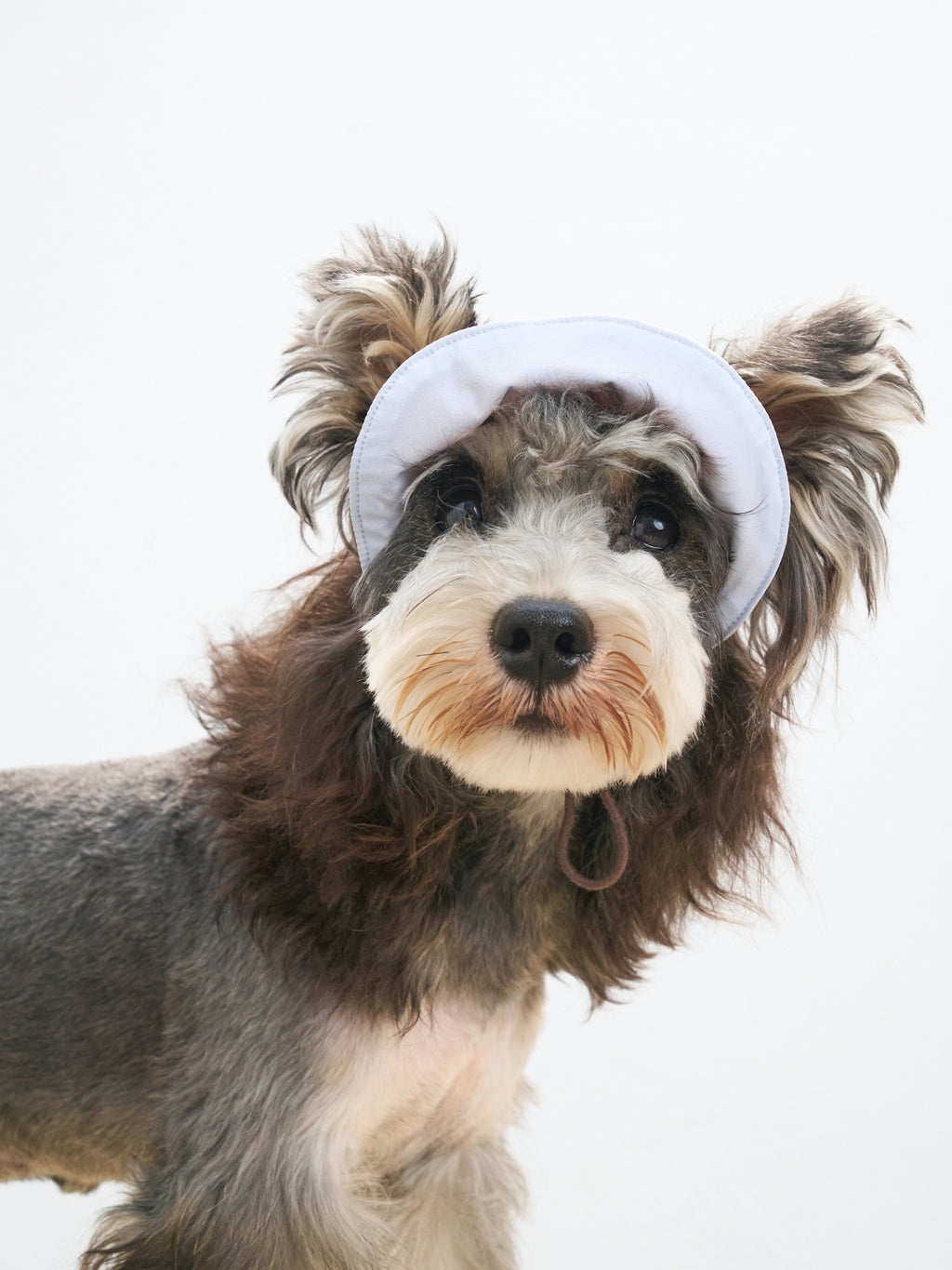 Miniature Schnauzer wearing light blue reversible lightweight dog cap with UV protection