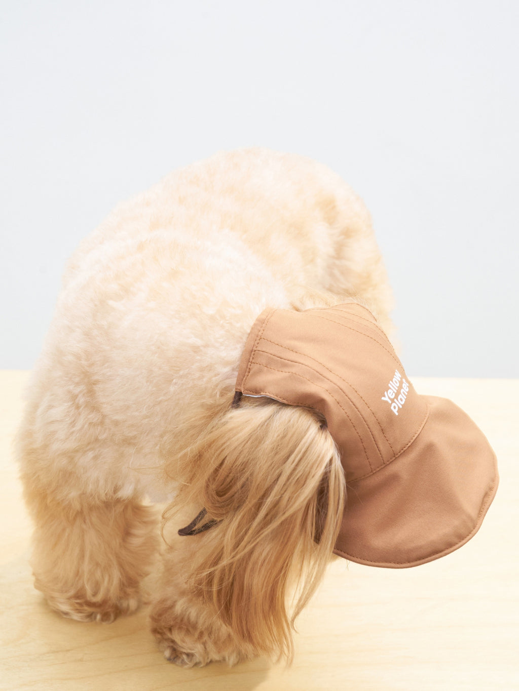 Top angle view of dog wearing light brown reversible pet cap