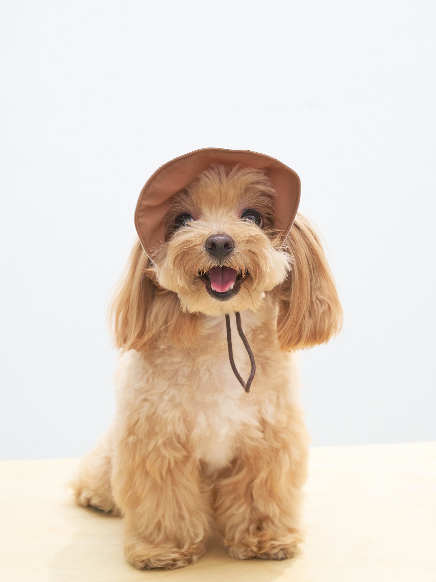 Small dog sitting while wearing light brown reversible dog sun cap