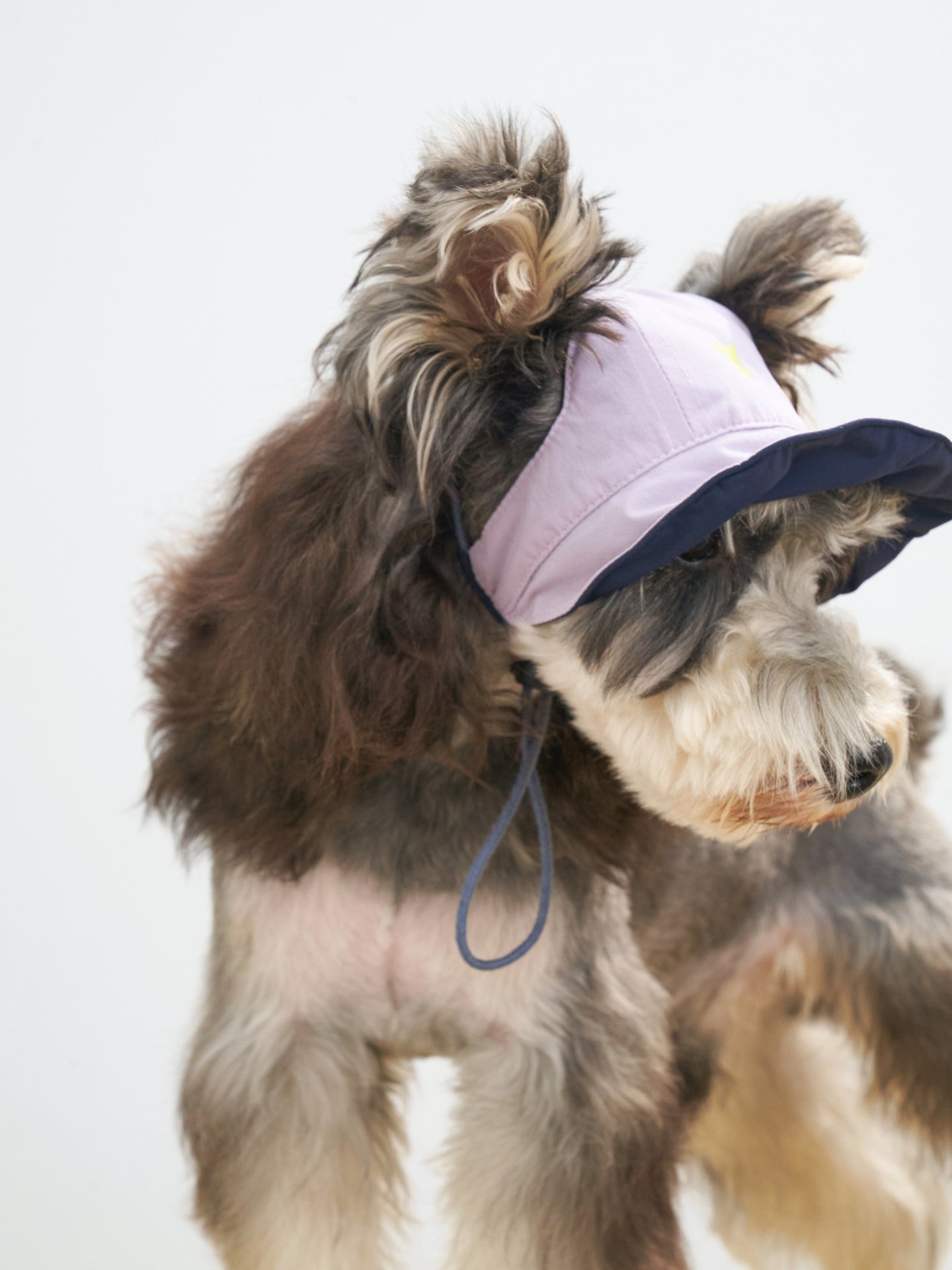 Mini schnauzer wearing the Navy side of the Oasis lightweight dog cap, combining bonnet and baseball cap styling.