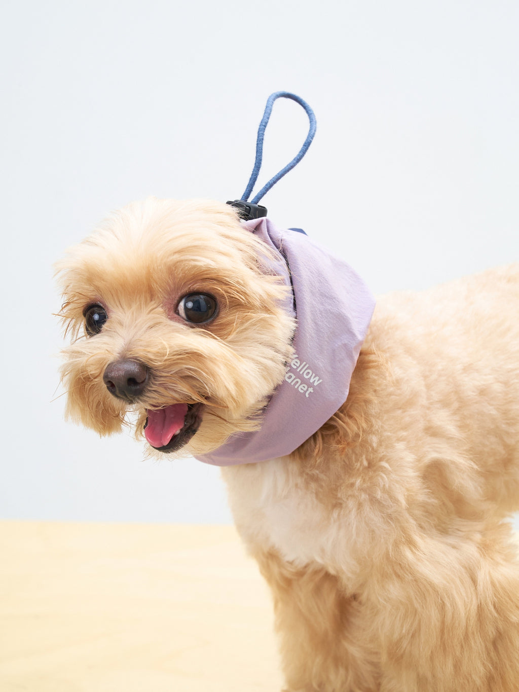 Close-up of a Maltipoo dog wearing the Oasis lightweight dog neck gaiter in L.Purple & Navy.