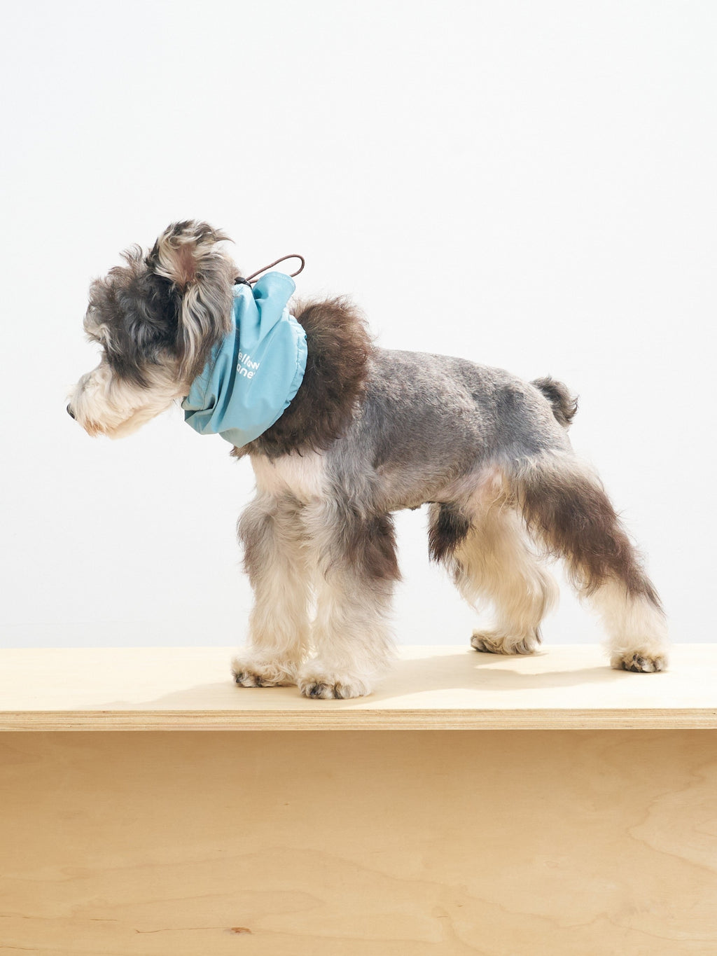 Side view of a mini schnauzer wearing the Oasis lightweight dog neck gaiter in Sage Green & Coffee.