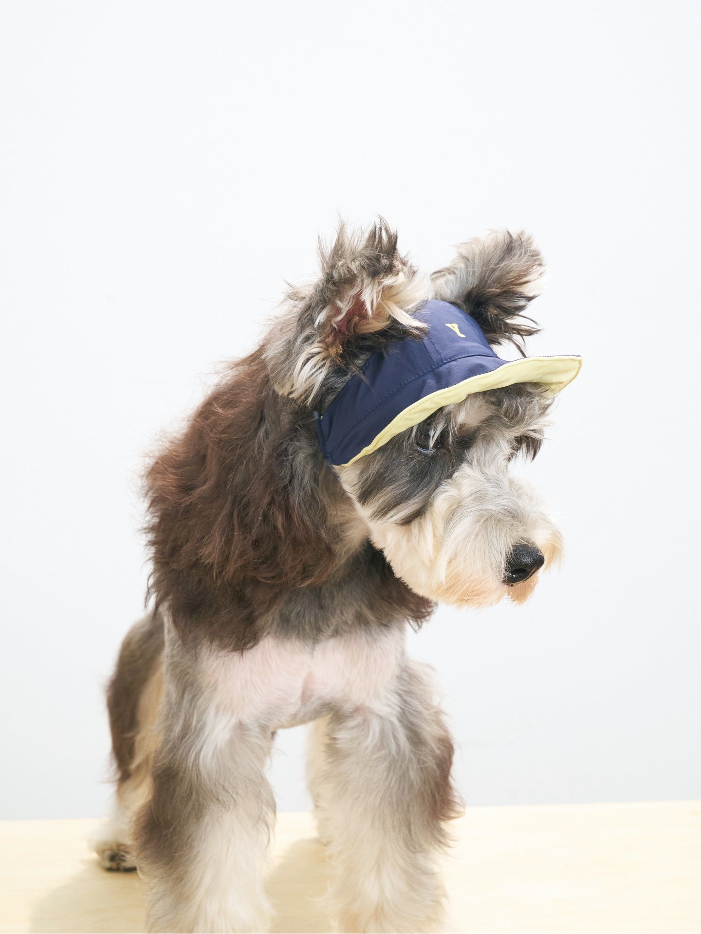 Side view of Schnauzer wearing navy lightweight dog sun cap with cooling fabric