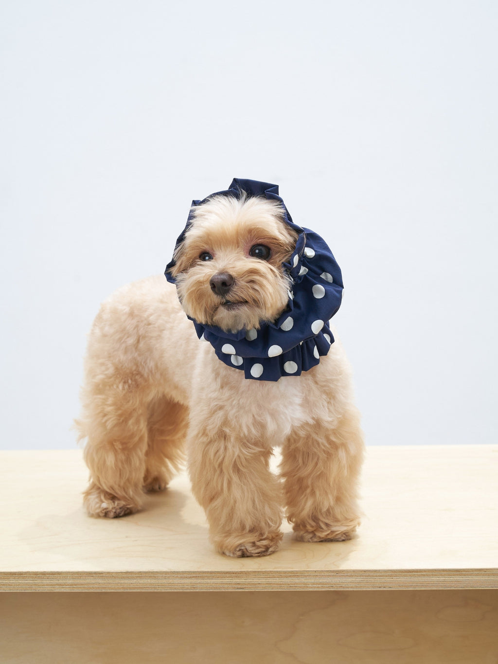 Maltipoo dog wearing the Oasis polka dot dog ear snood in Navy, a lightweight and breathable snood for long ears.