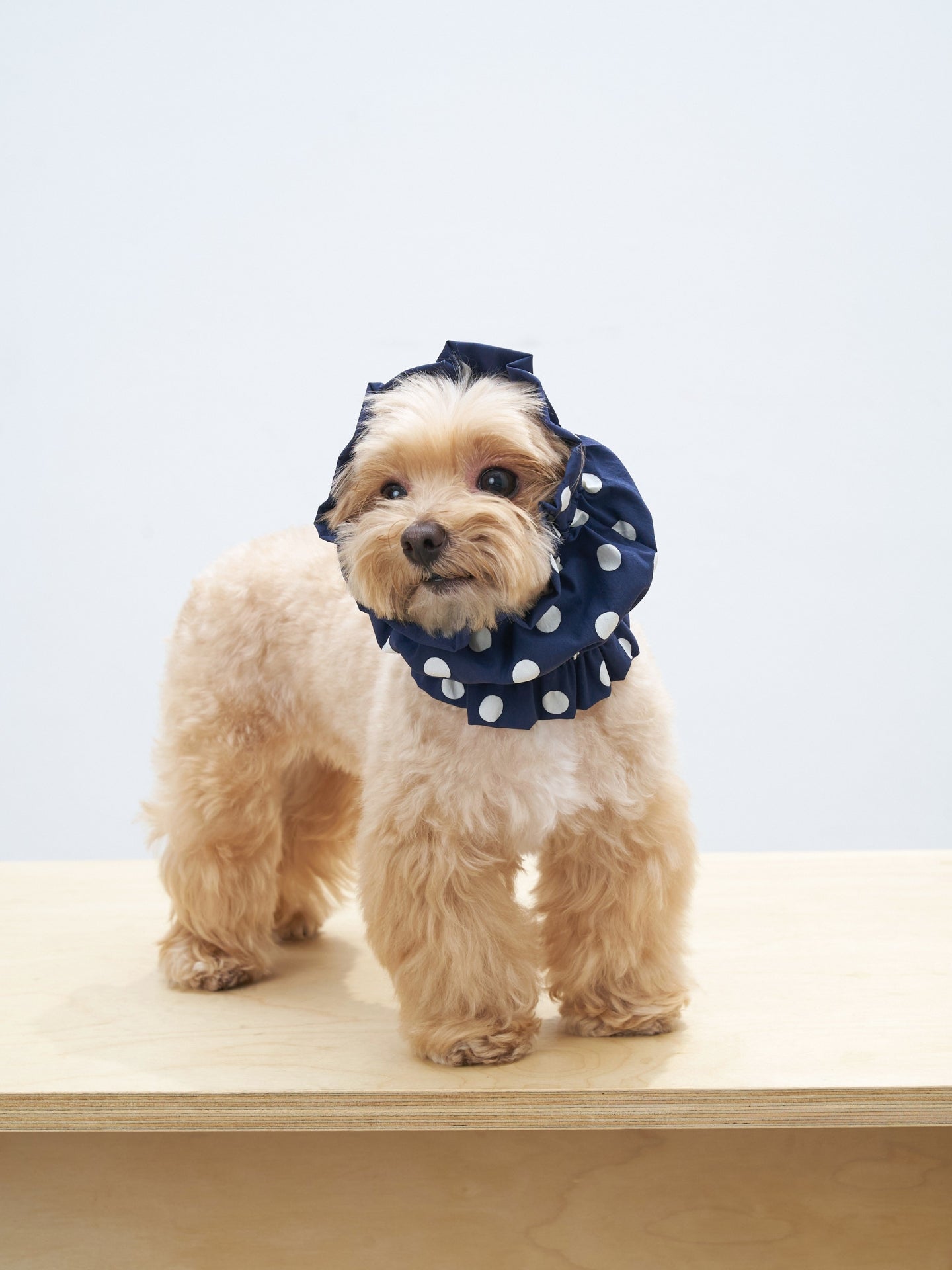 Maltipoo dog wearing the Oasis polka dot dog ear snood in Navy, a lightweight and breathable snood for long ears.