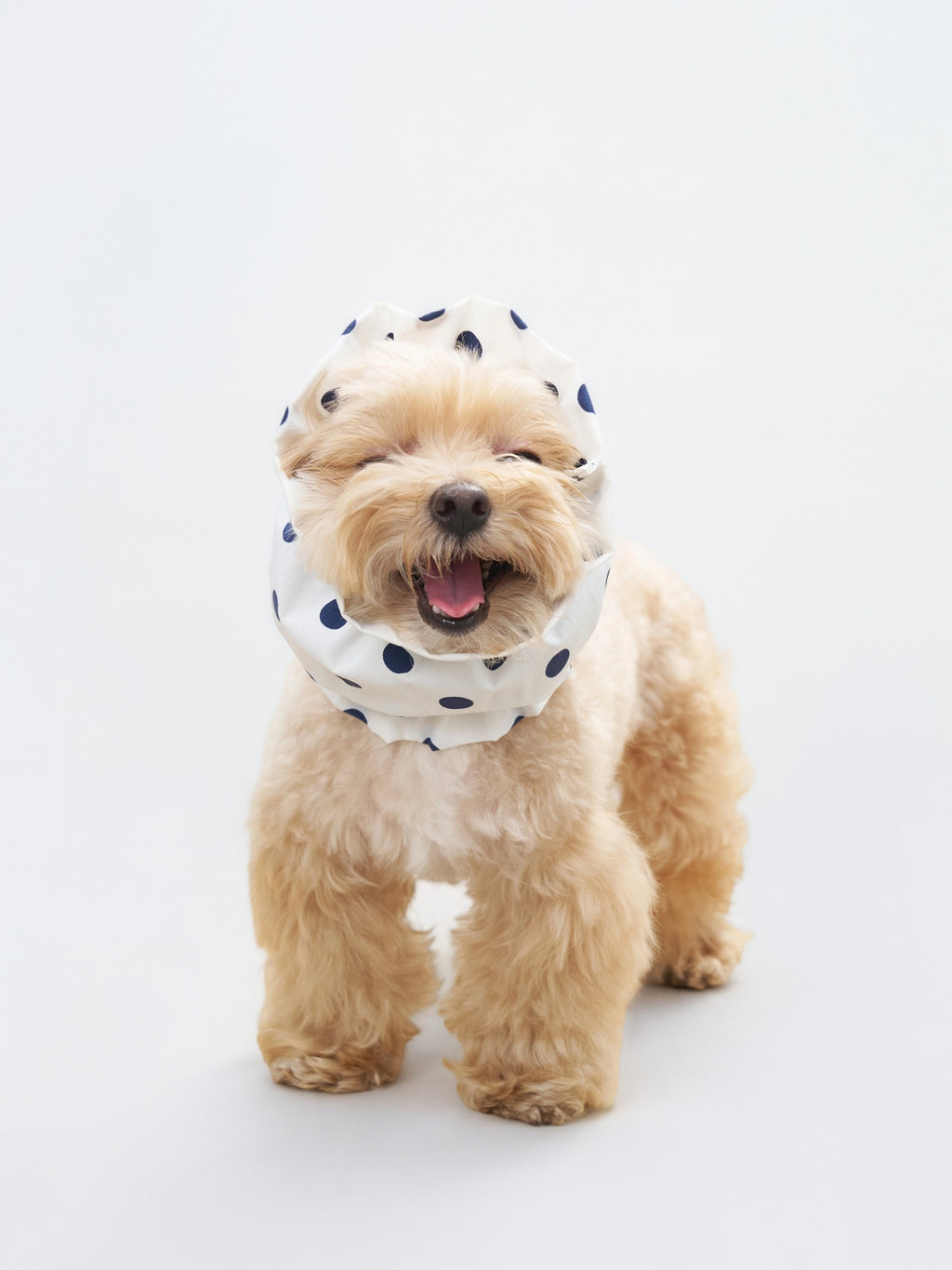 Maltipoo dog wearing the Oasis polka dot dog ear snood in White, a lightweight and breathable snood for long ears.