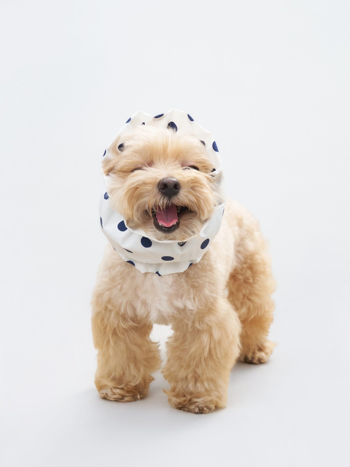 Maltipoo dog wearing the Oasis polka dot dog ear snood in White, a lightweight and breathable snood for long ears.