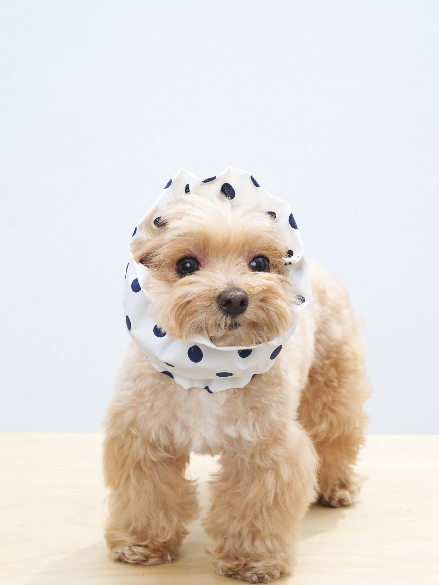 Maltipoo dog wearing the Oasis polka dot dog ear snood in White, a lightweight and breathable snood for long ears.