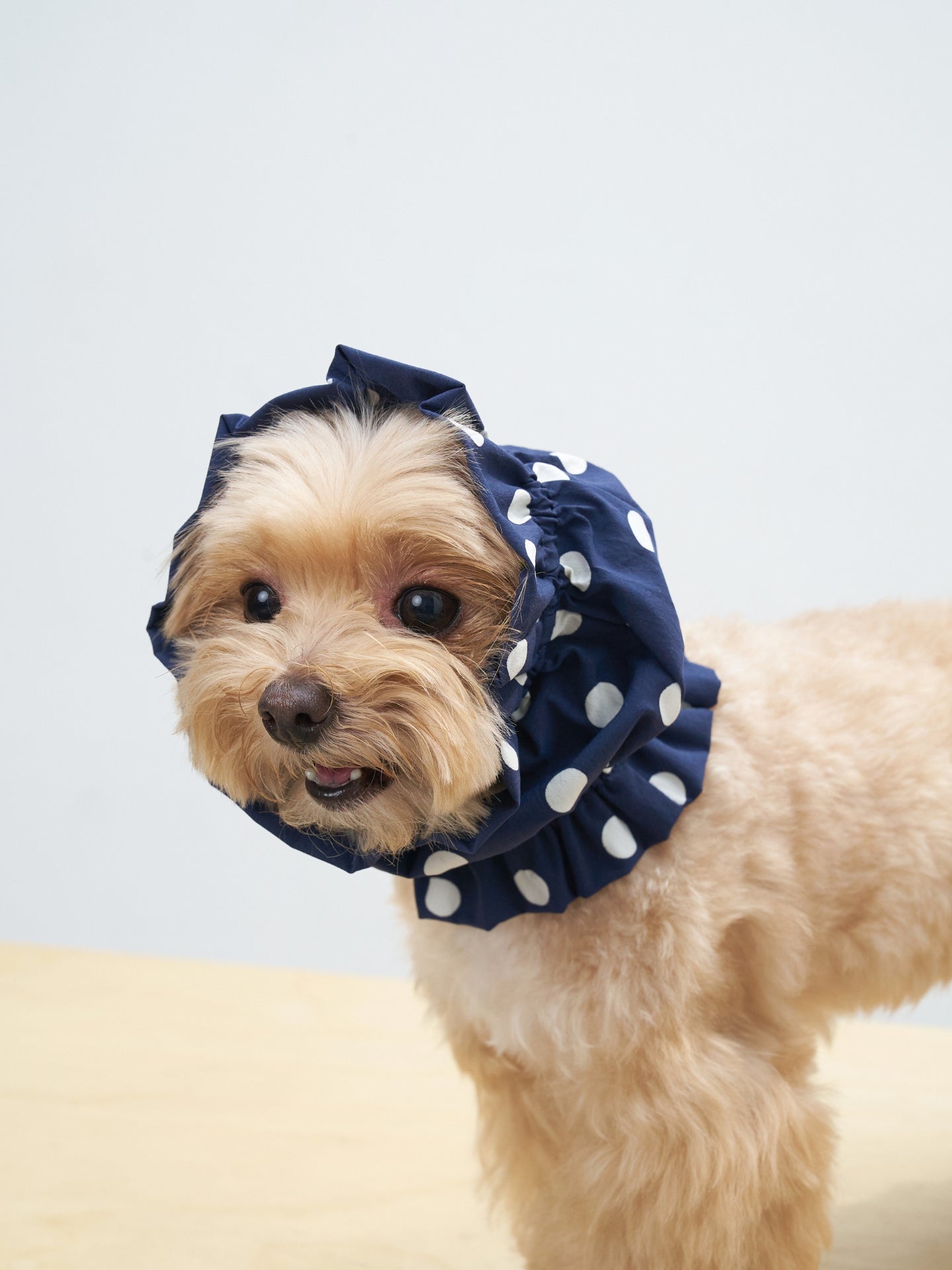 Maltipoo dog wearing the Oasis Polka Dot UV Cooling Dog Ear Snood in Navy, designed for long-eared dogs with breathable sun protection.