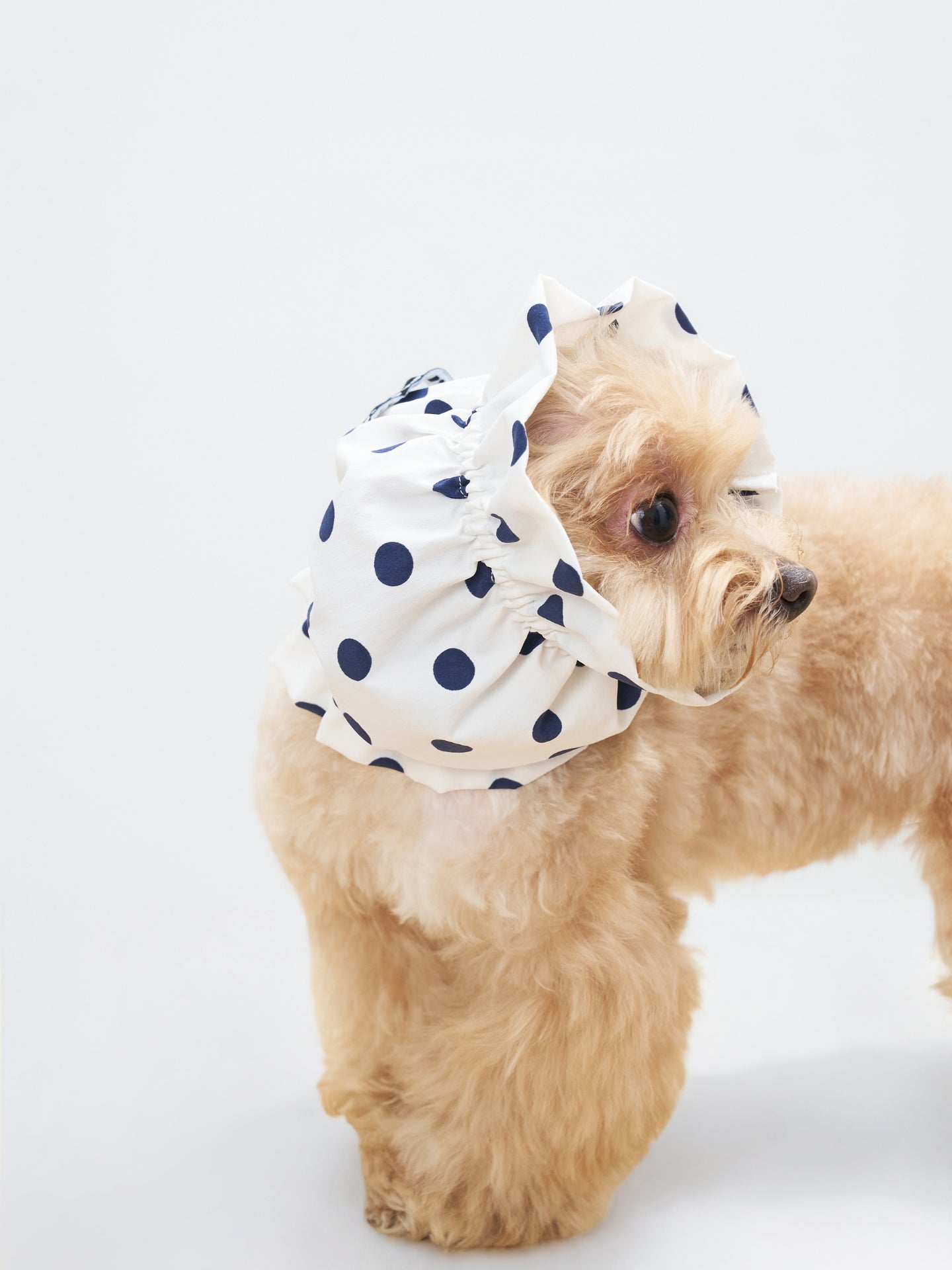 Maltipoo dog wearing the Oasis Polka Dot UV Cooling Dog Ear Snood in White, designed for long-eared dogs with breathable sun protection.