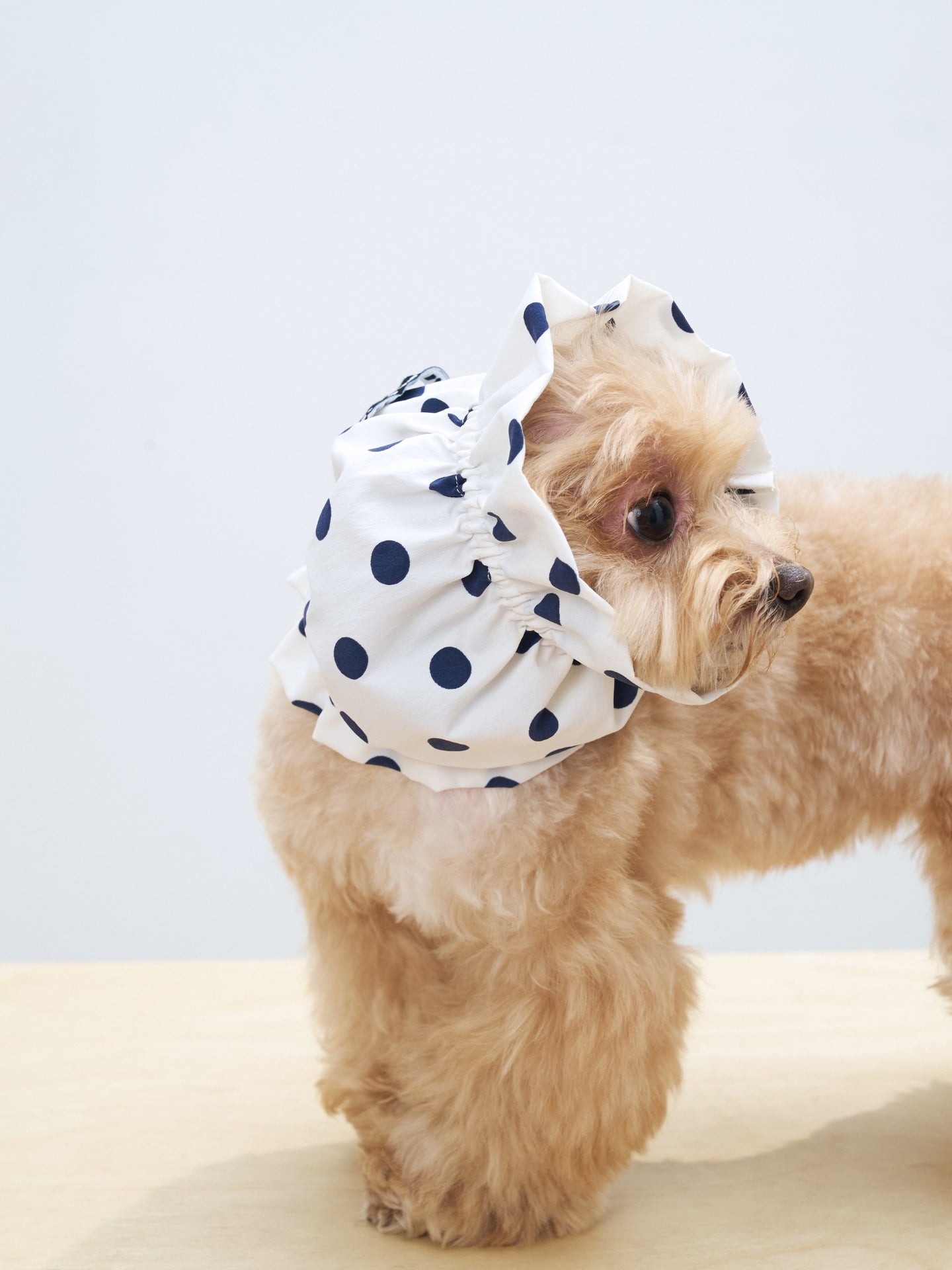Maltipoo dog wearing the Oasis Polka Dot UV Cooling Dog Ear Snood in White, designed for long-eared dogs with breathable sun protection.