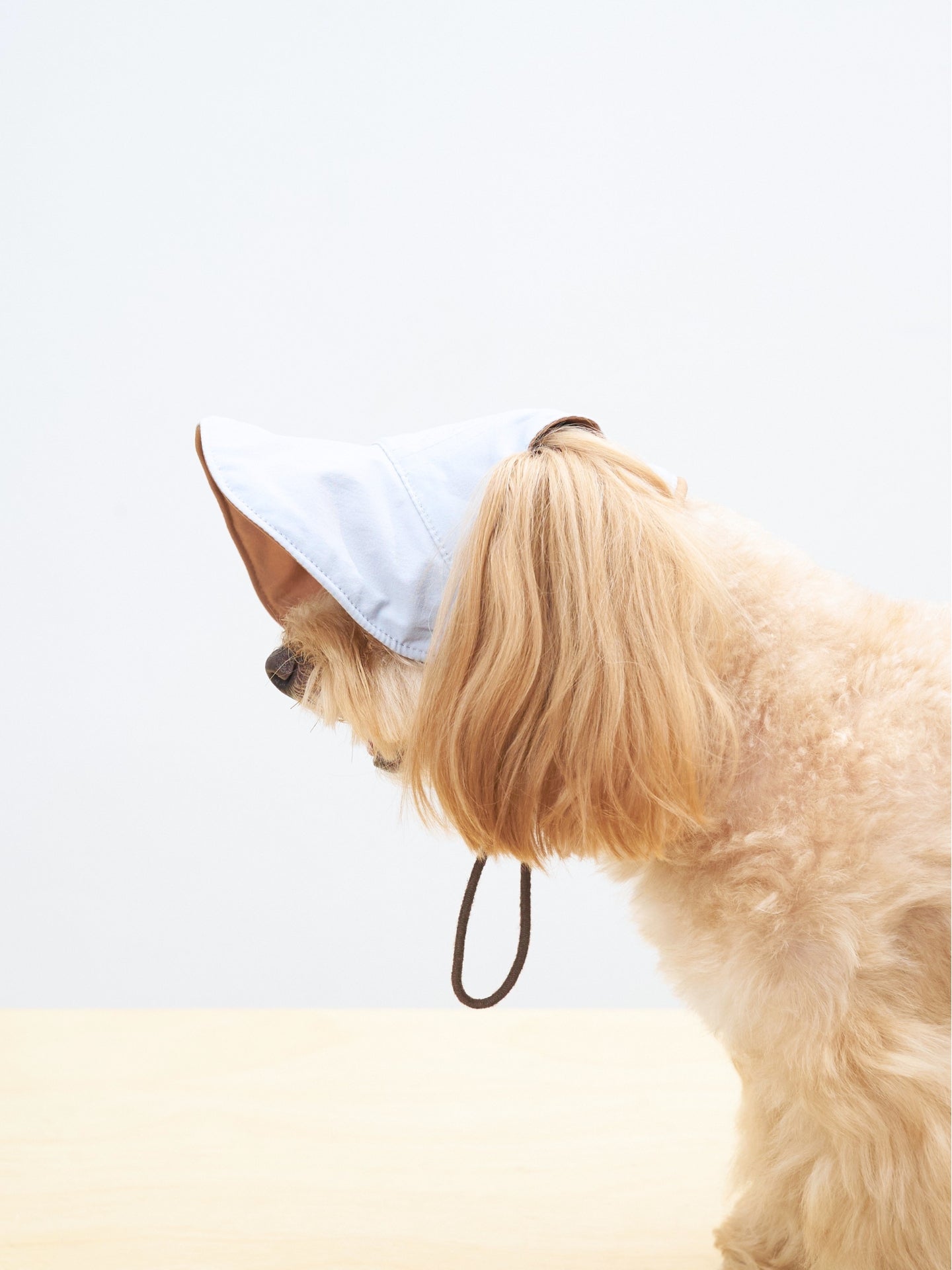 Side profile of small dog wearing reversible light blue dog cap