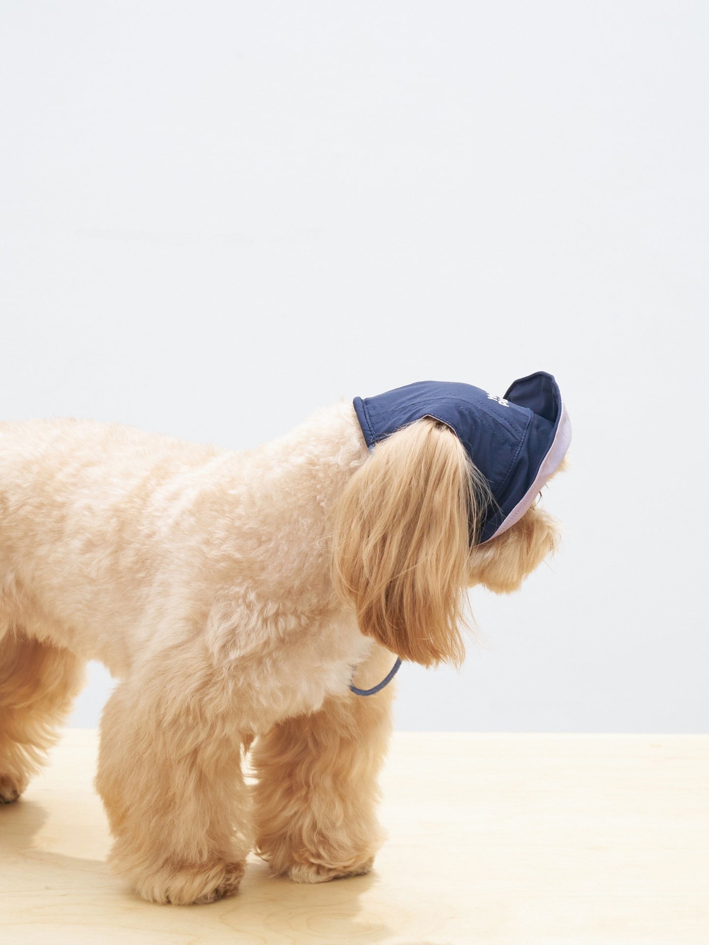 Maltese dog wearing the Navy side of the Oasis reversible dog cap with UPF 50+ protection and lightweight comfort.