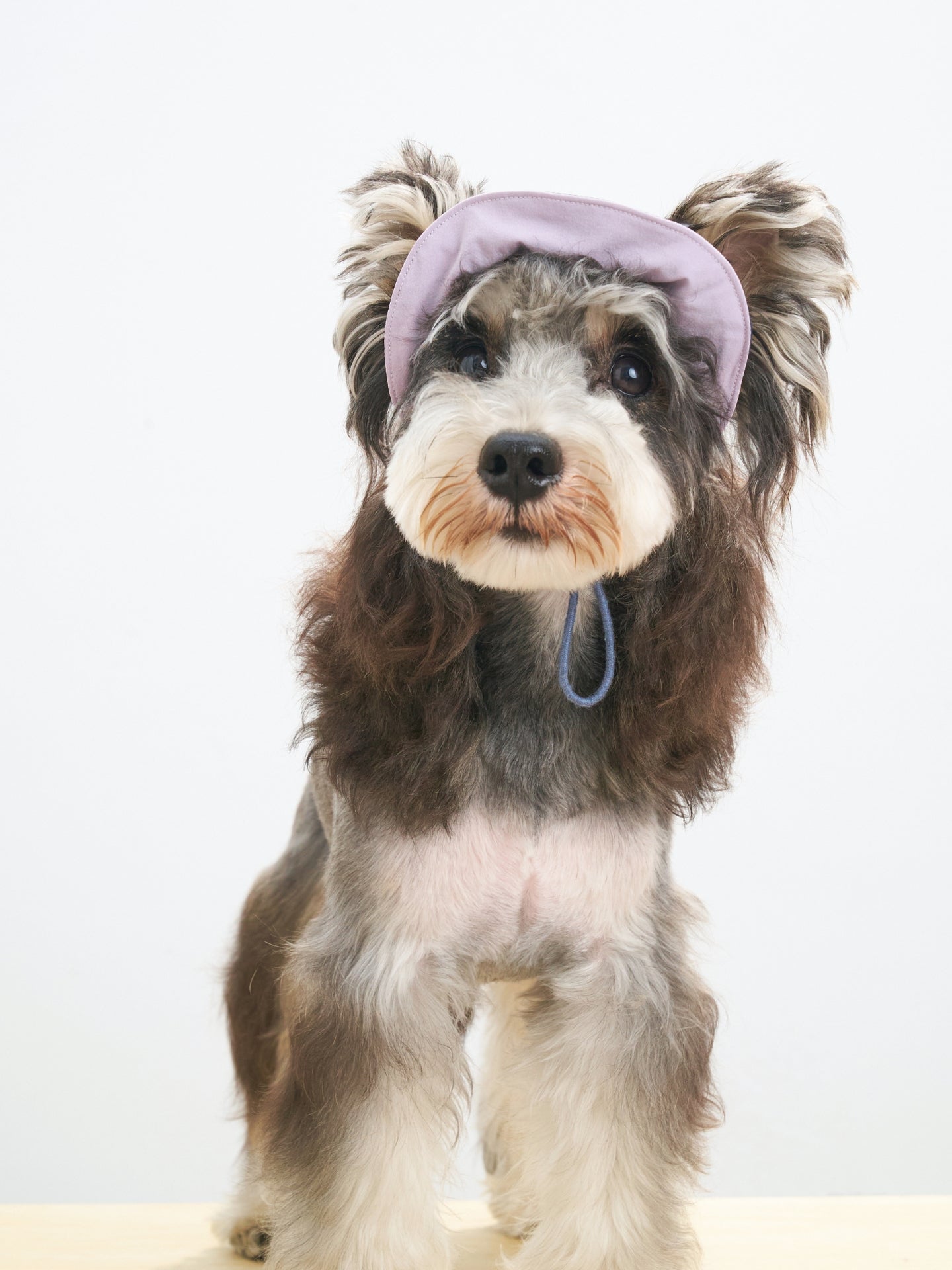 Mini schnauzer wearing the Oasis reversible lightweight dog sun cap in L.Purple & Navy, designed for summer walks and UPF 50+ protection.