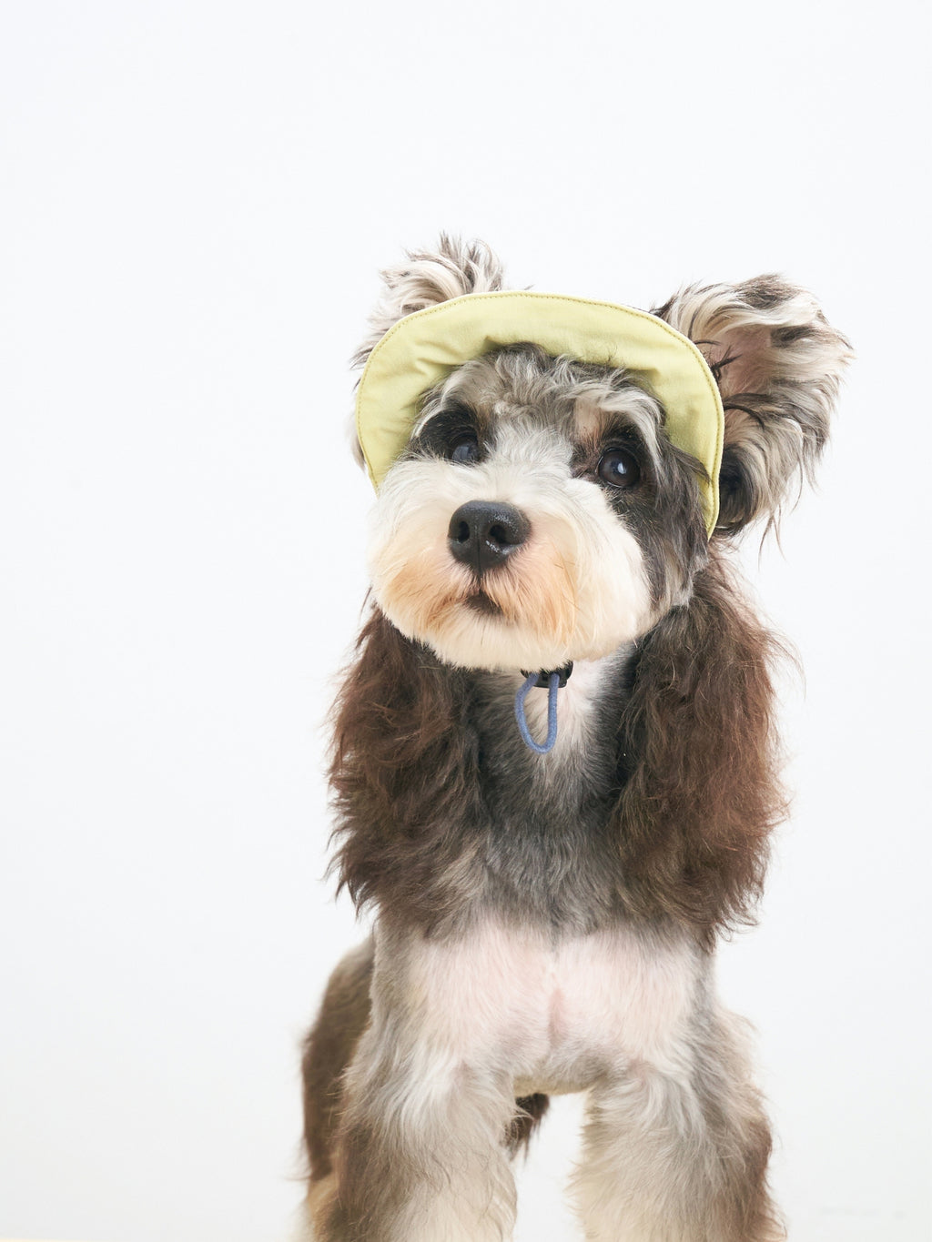 Miniature Schnauzer wearing reversible UPF 50+ lightweight dog cap in butter yellow and navy
