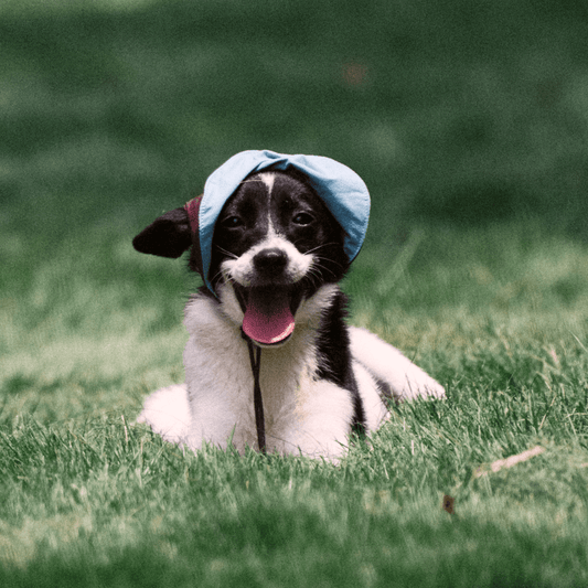 Happy dog lying on grass wearing reversible Oasis Series 3-in-1 cooling and UV-blocking pet cap, looking up and smiling.