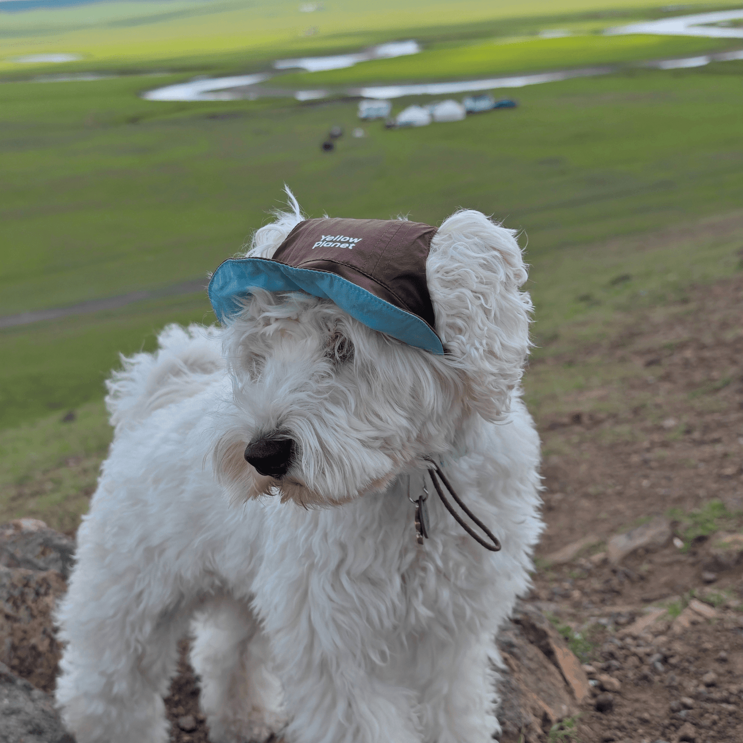 Side view of dog standing on grass outdoors wearing brown Oasis Series 3-in-1 Reversible Lightweight Pet Cap (Adjustable) with sage green brim visible