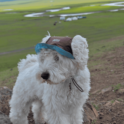 Side view of dog standing on grass outdoors wearing brown Oasis Series 3-in-1 Reversible Lightweight Pet Cap (Adjustable) with sage green brim visible