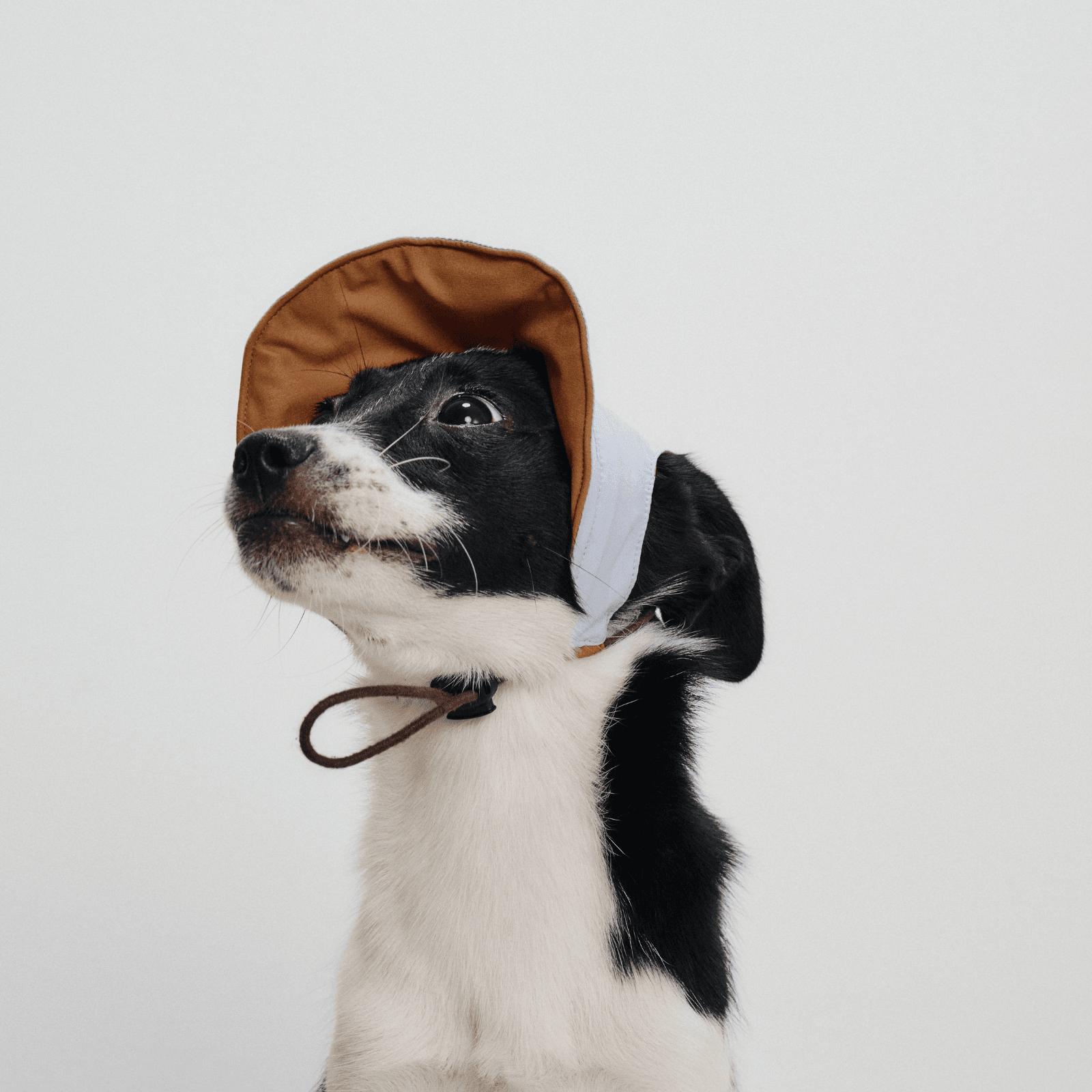 Front view of dog wearing light blue Oasis Series 3-in-1 Reversible Lightweight Pet Cap (Adjustable), looking up curiously with brown brim visible