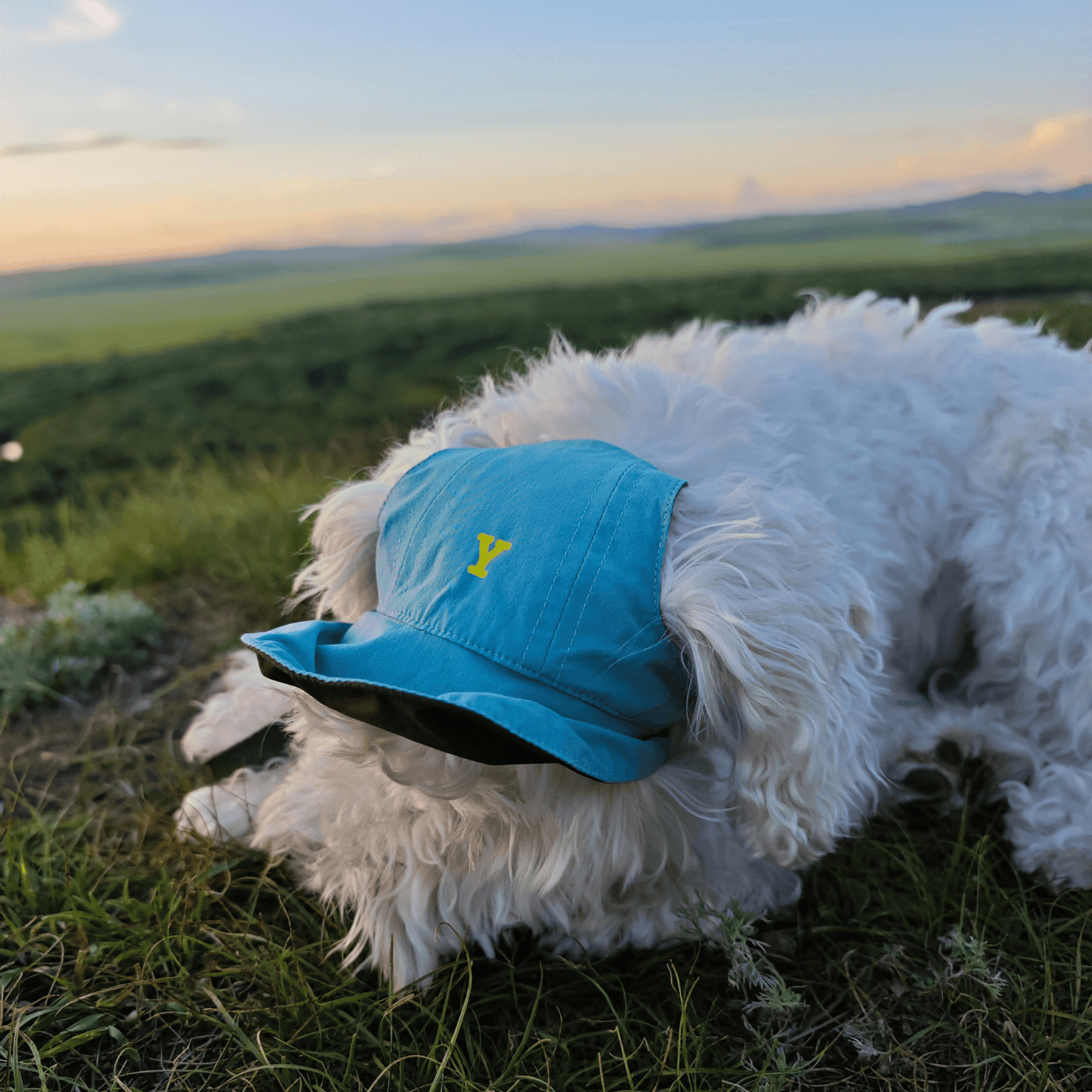 Dog lying on grass outdoors wearing sage green Oasis Series 3-in-1 Reversible Lightweight Pet Cap (Adjustable)