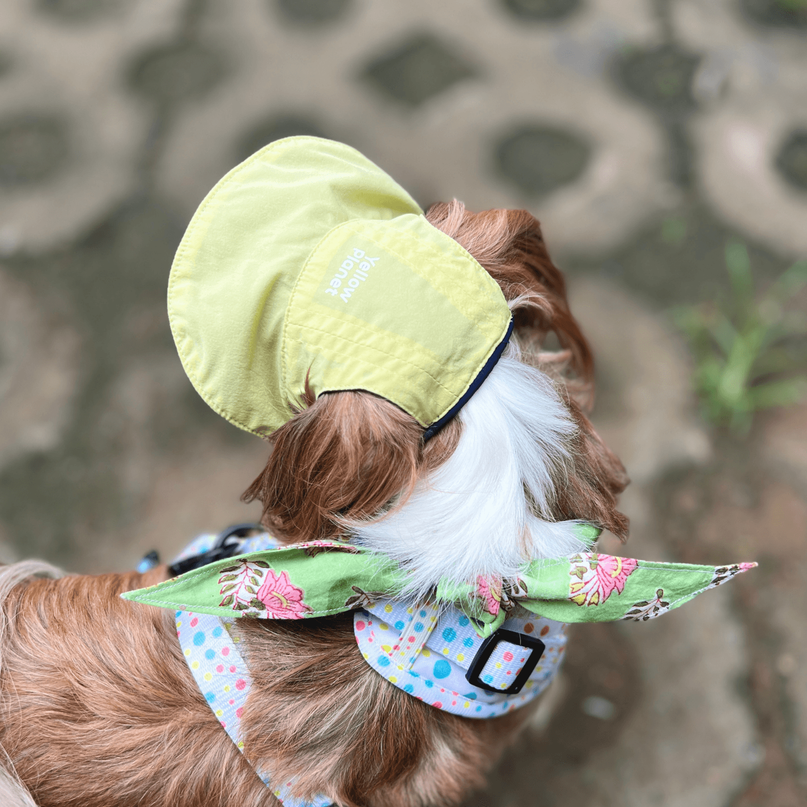 Top view of dog walking outdoors wearing yellow Oasis Series 3-in-1 Reversible Lightweight Pet Cap (Adjustable)