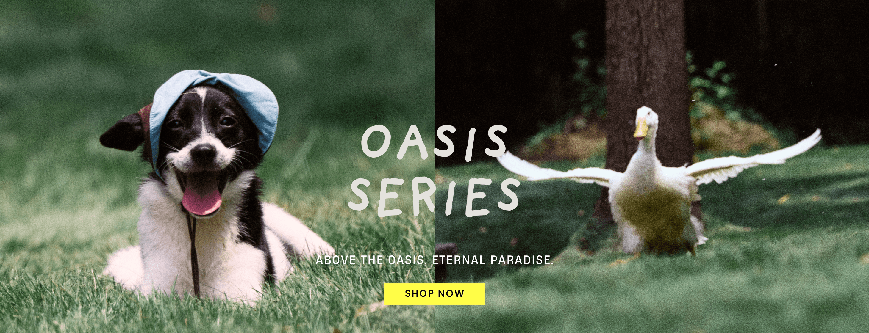 Oasis Series main visual banner — Discover the Oasis Series collection of pet products.