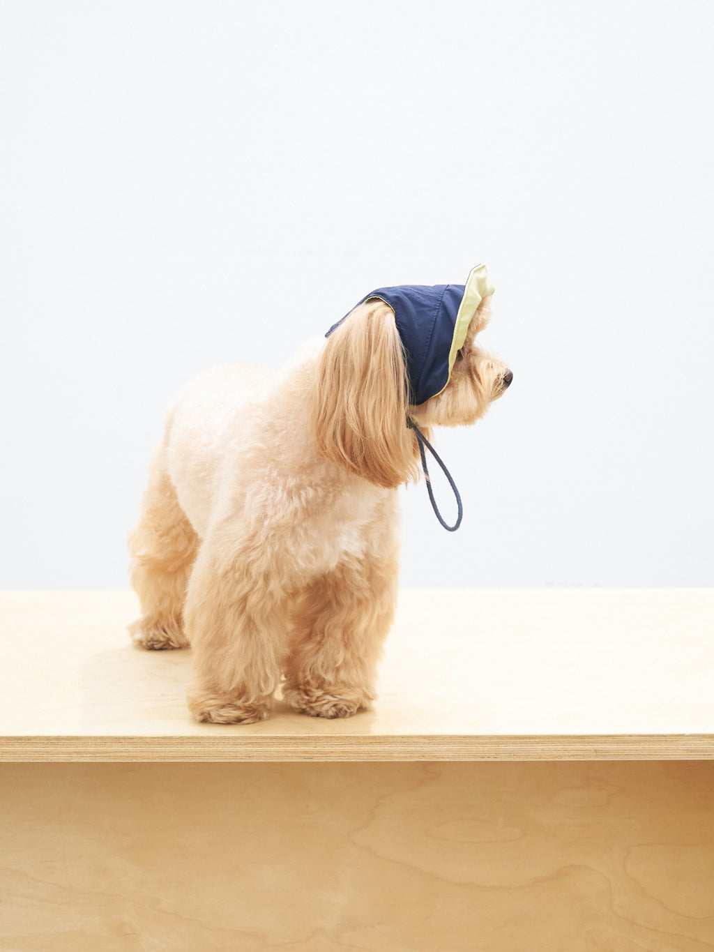 Small dog side profile wearing reversible navy pet cap with UV protection