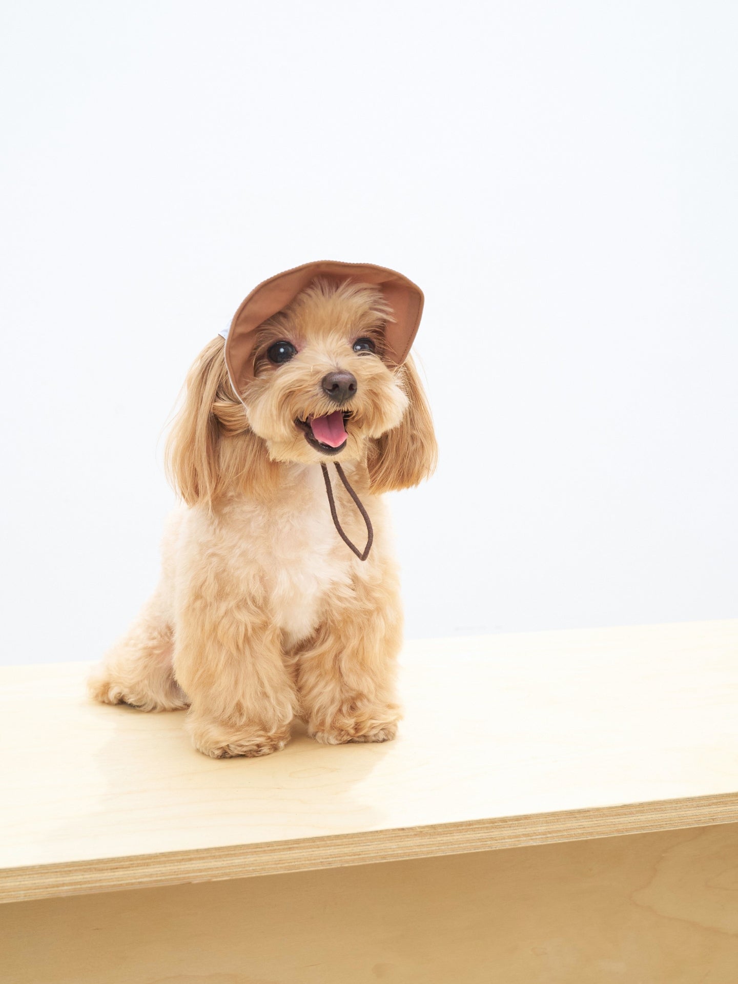 Small dog wearing lightweight UPF 50+ reversible dog cap for summer outdoor walks