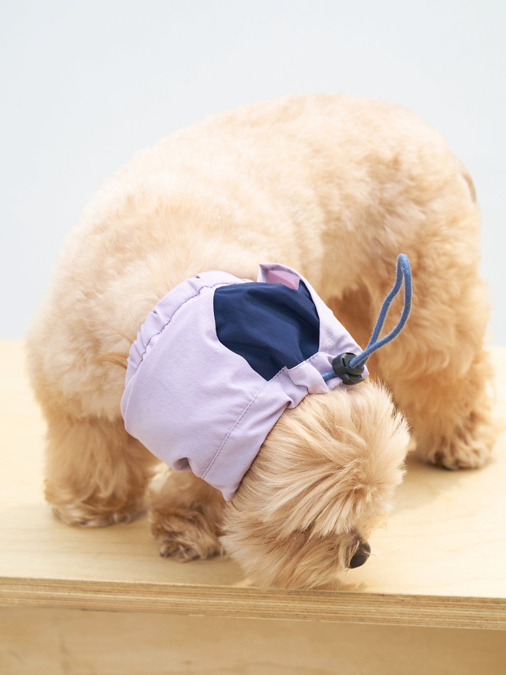 Maltipoo dog wearing the Oasis UPF 50+ cooling neck gaiter in L.Purple & Navy, designed to help keep ears clean during mealtime.