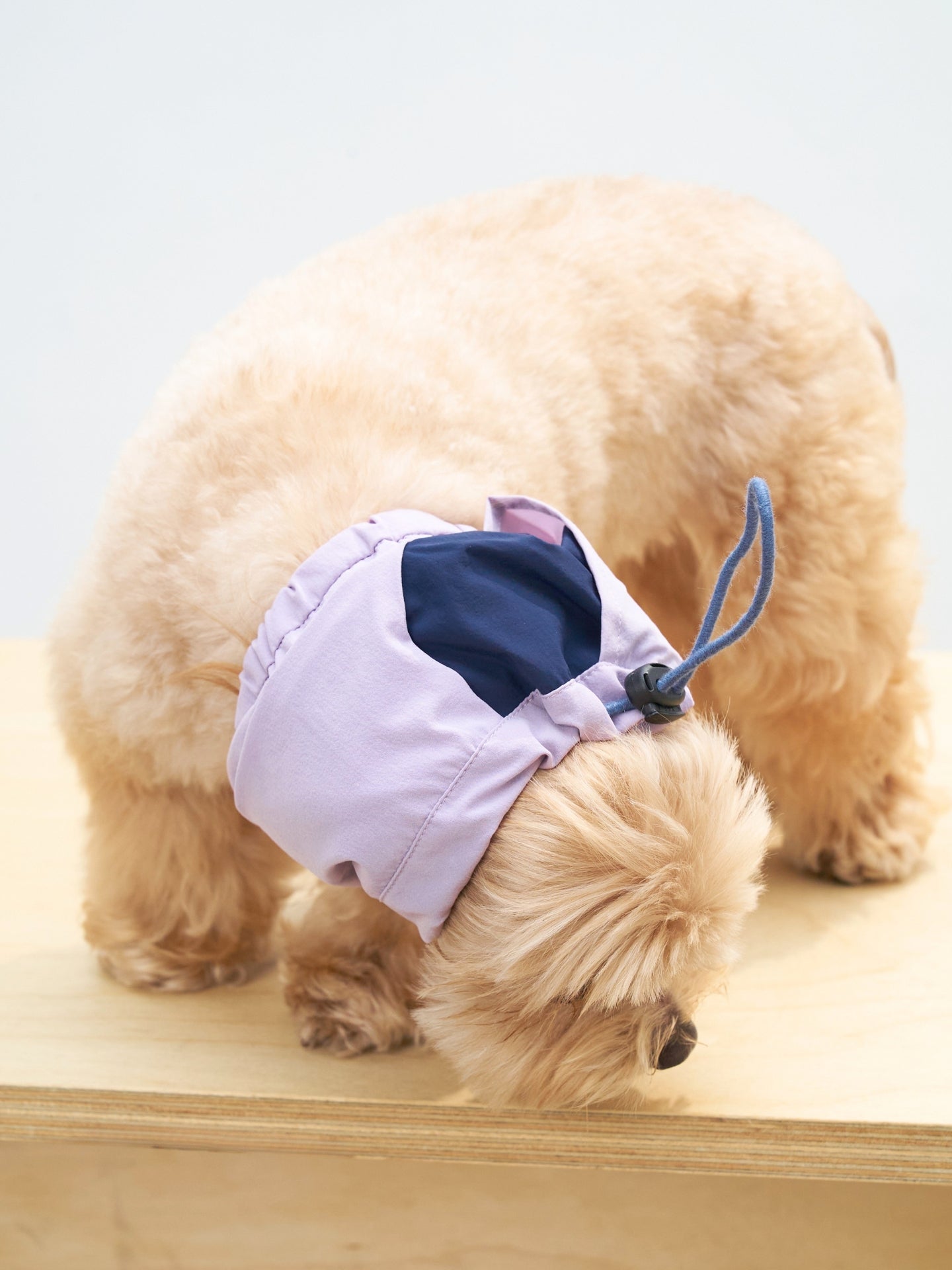 Maltipoo dog wearing the Oasis UPF 50+ cooling neck gaiter in L.Purple & Navy, designed to help keep ears clean during mealtime.