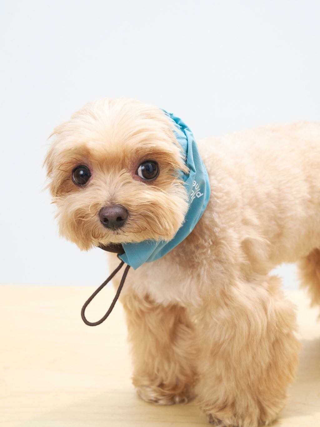 Close-up of a Maltipoo dog wearing the Oasis UPF 50+ cooling neck gaiter in Sage Green & Coffee.