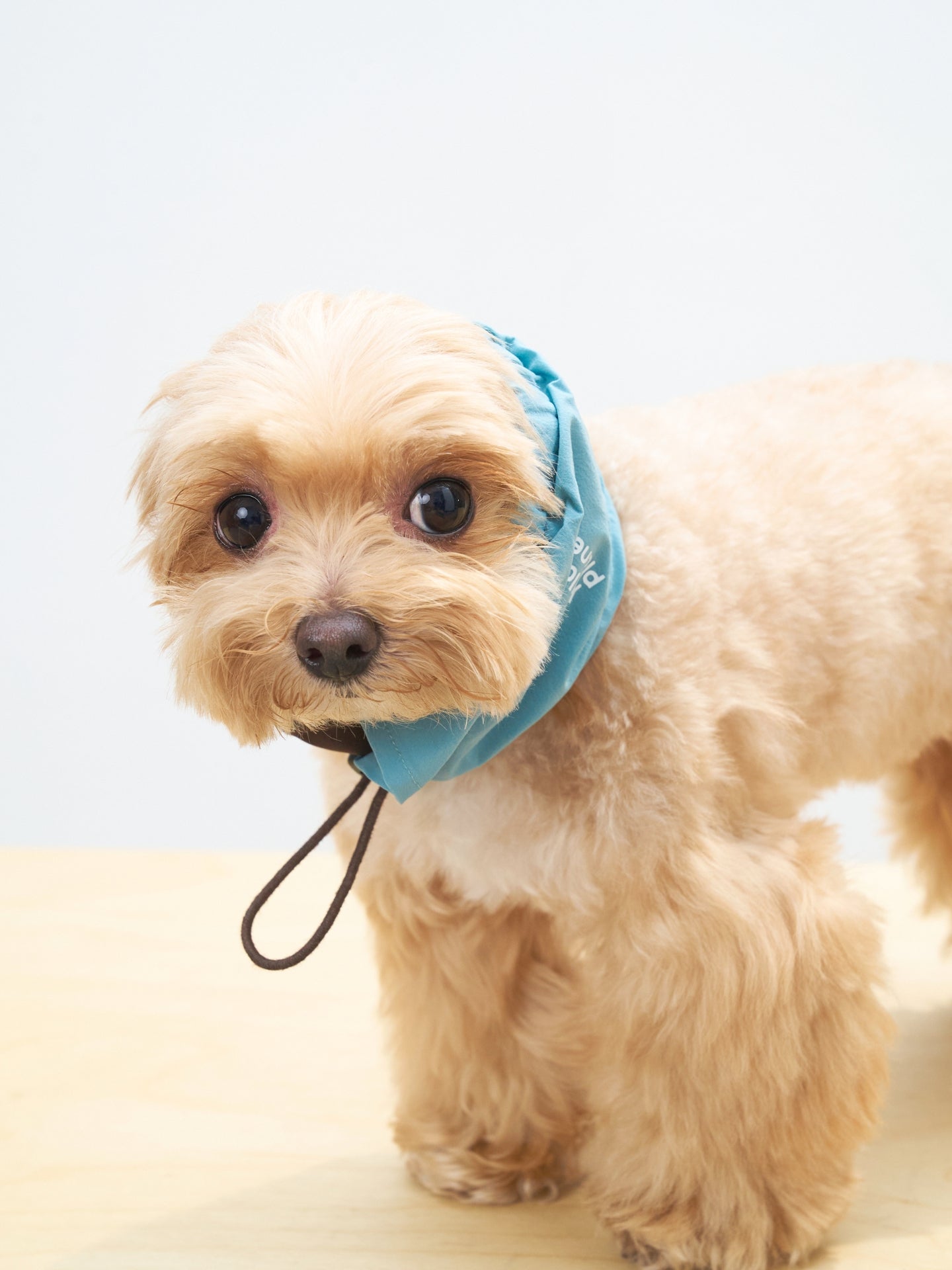 Close-up of a Maltipoo dog wearing the Oasis UPF 50+ cooling neck gaiter in Sage Green & Coffee.