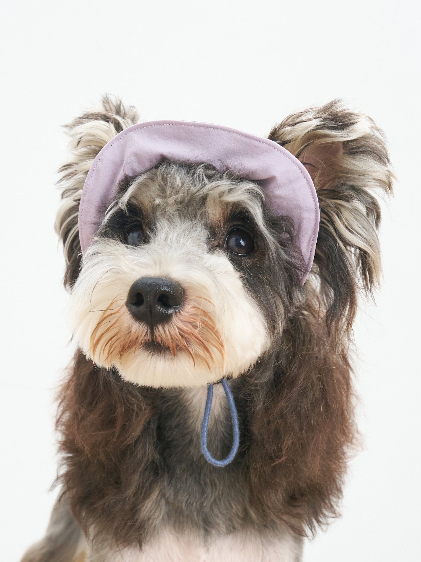 Close-up of a mini schnauzer wearing the Oasis UPF 50+ lightweight dog cap in L.Purple & Navy with a soft elastic fit.