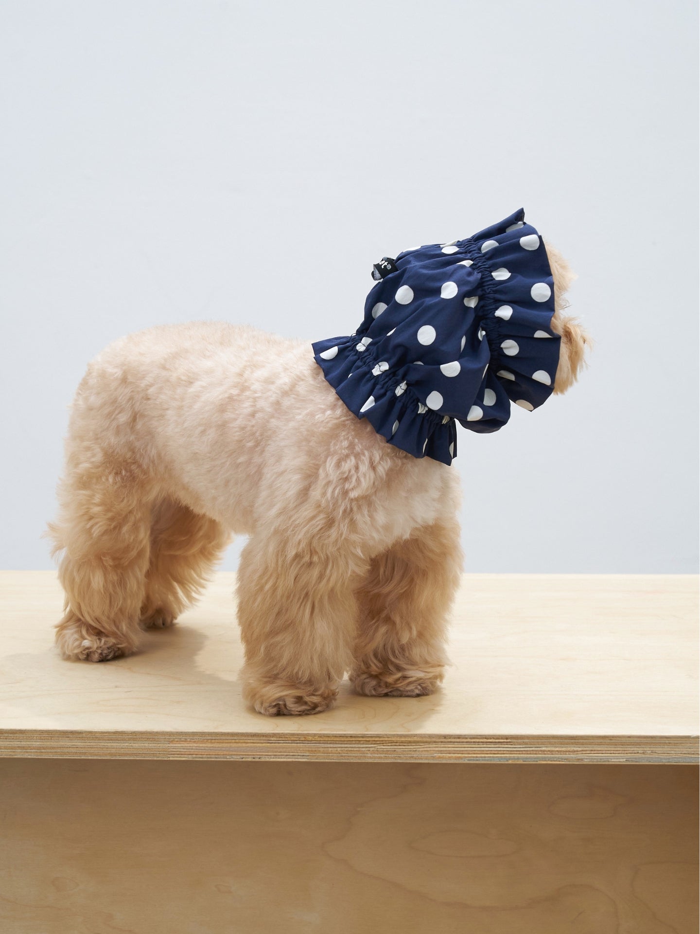 Side-back view of a Maltipoo dog wearing the Oasis UV cooling ear snood in Navy, designed to gently cover long ears.
