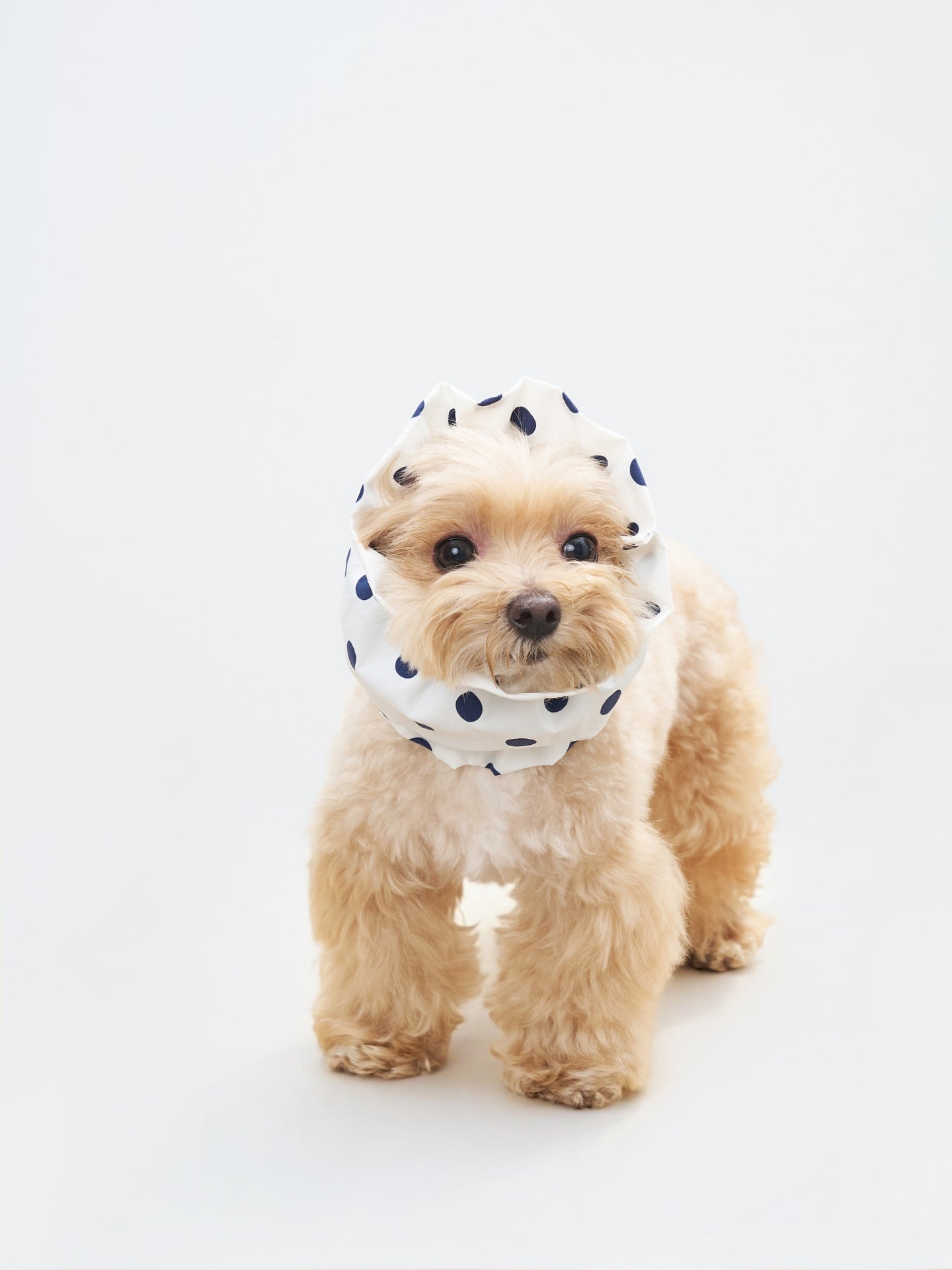 Maltipoo dog wearing the Oasis UV cooling ear snood in White, made with lightweight structured fabric for long-eared dogs.