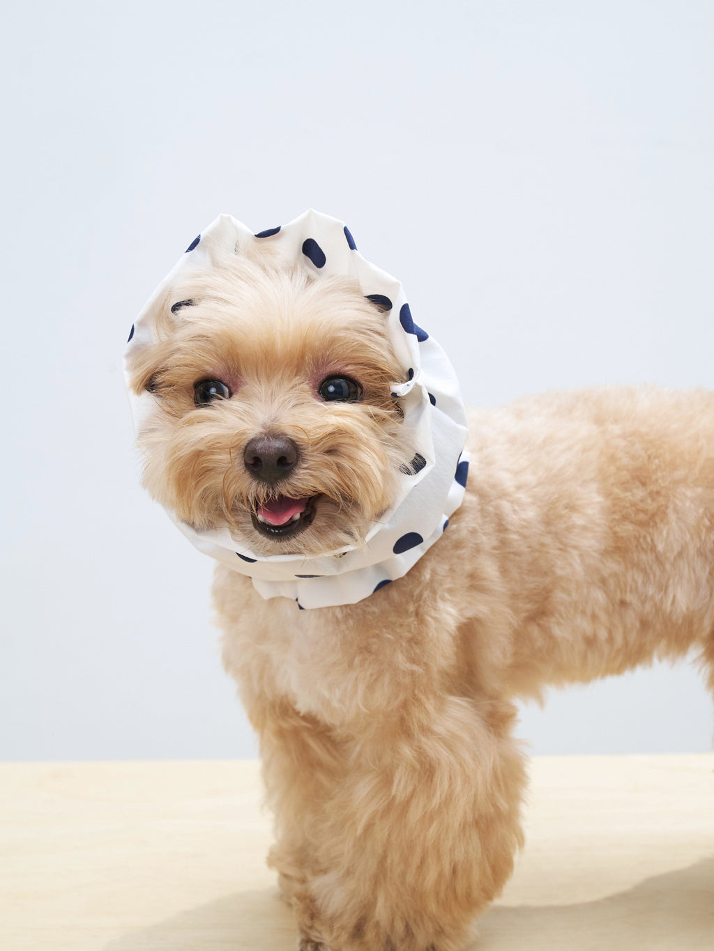 Maltipoo dog wearing the Oasis UV cooling ear snood in White, made with lightweight structured fabric for long-eared dogs.