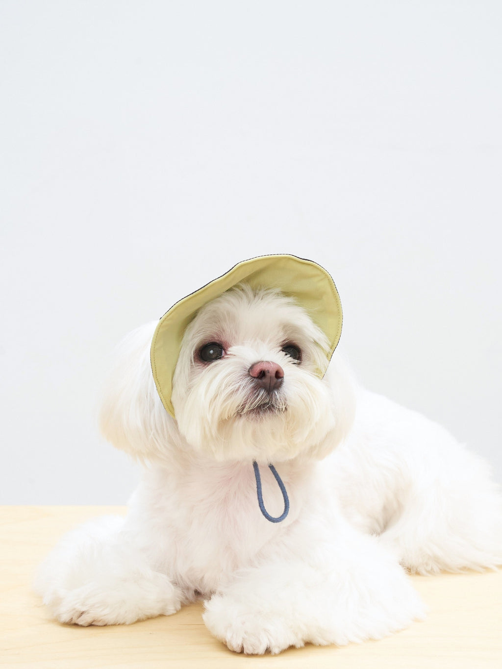 White small dog wearing Oasis UPF 50+ reversible lightweight summer cap