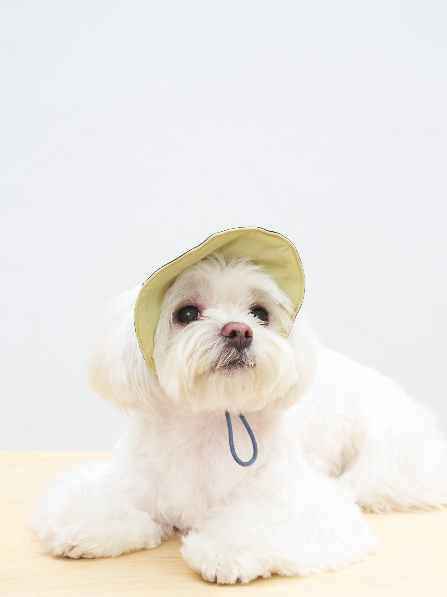 White small dog wearing Oasis UPF 50+ reversible lightweight summer cap