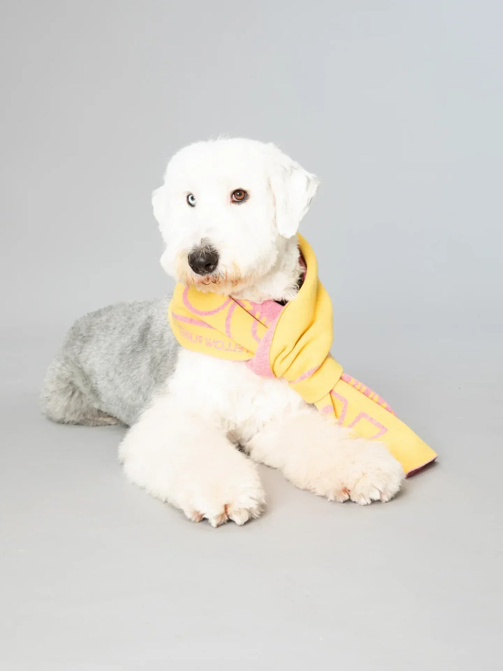 An Old English Sheepdog puppy modeling the oversized "WOOF" theme pink and yellow scarf,