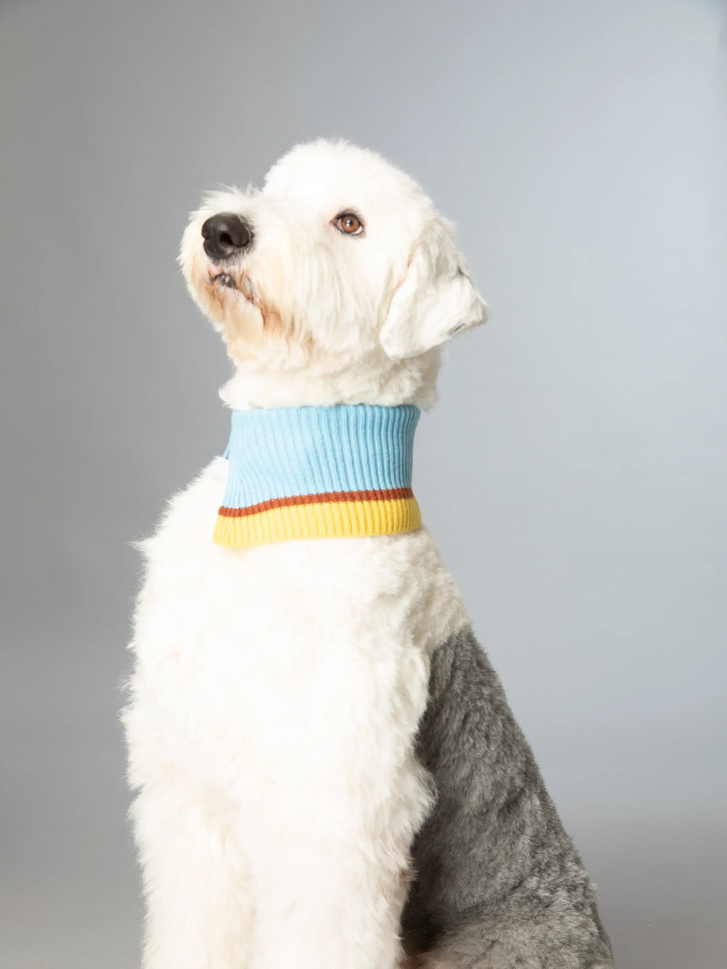 An Old English Sheepdog modeling the Light Blue fashion collar as a high-neck snood for cold weather protection.