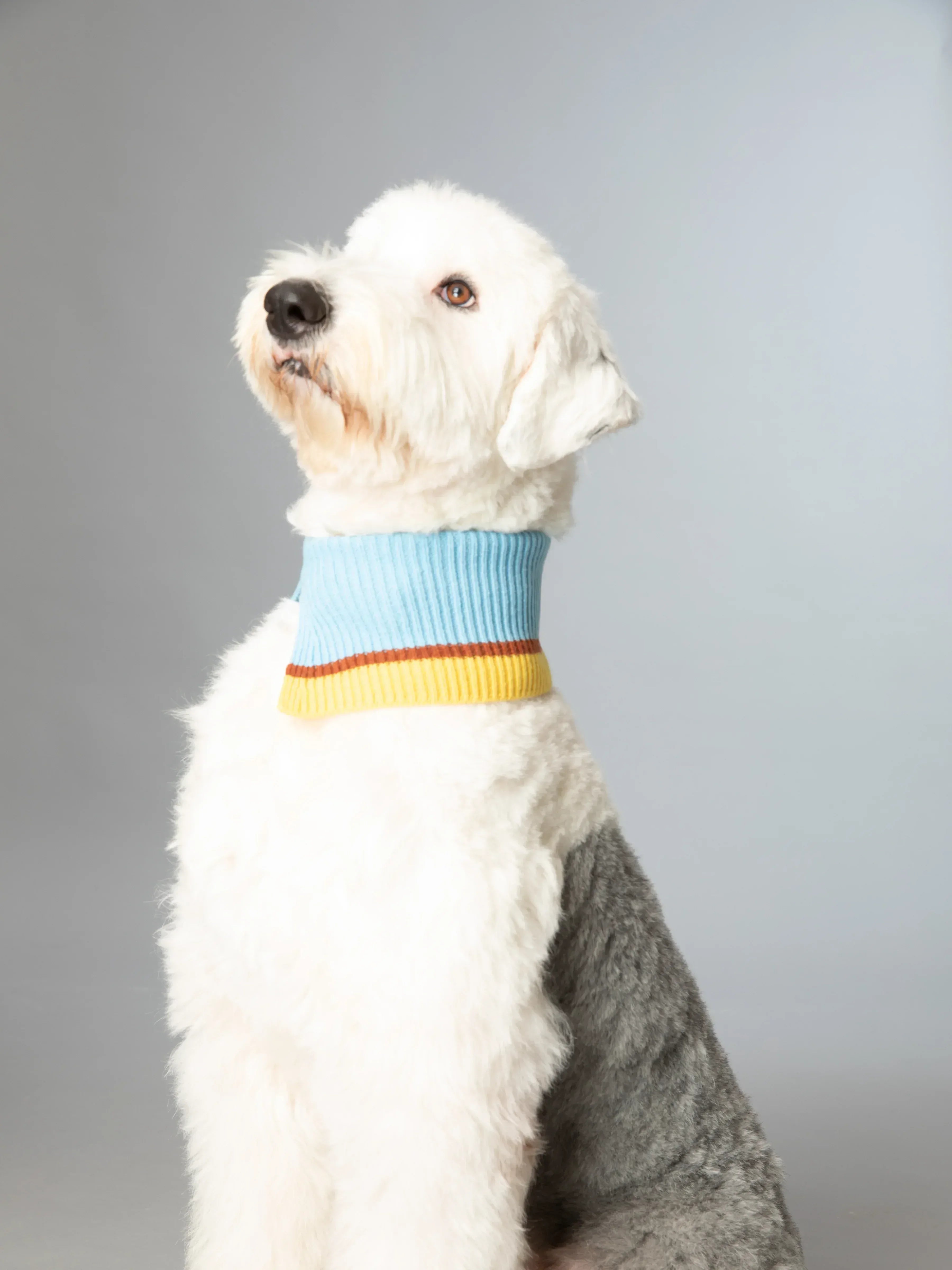 An Old English Sheepdog modeling the Light Blue fashion collar as a high-neck snood for cold weather protection.