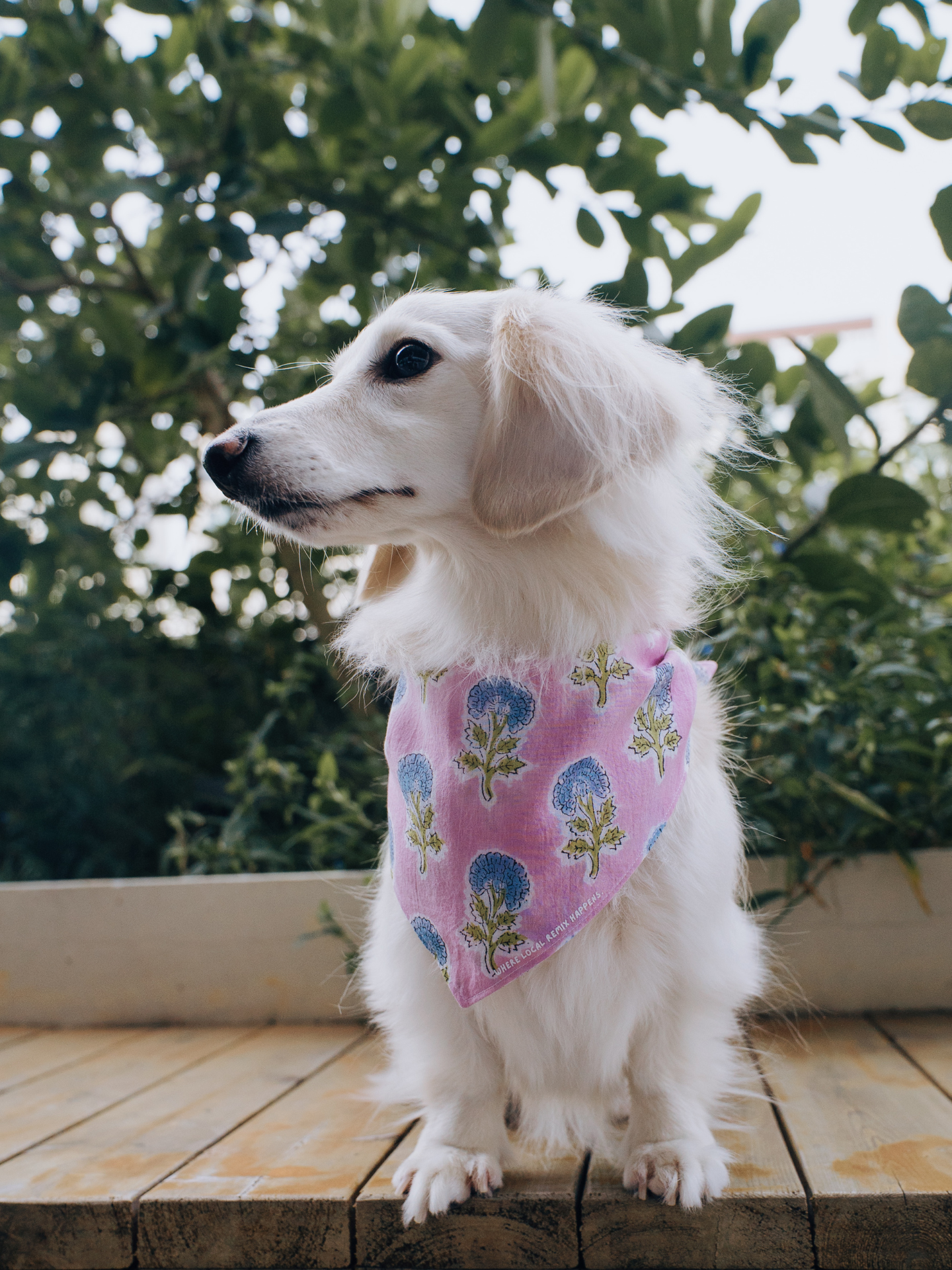 White dachshund standing and wearing a pink block print Indian cotton bandana, front view