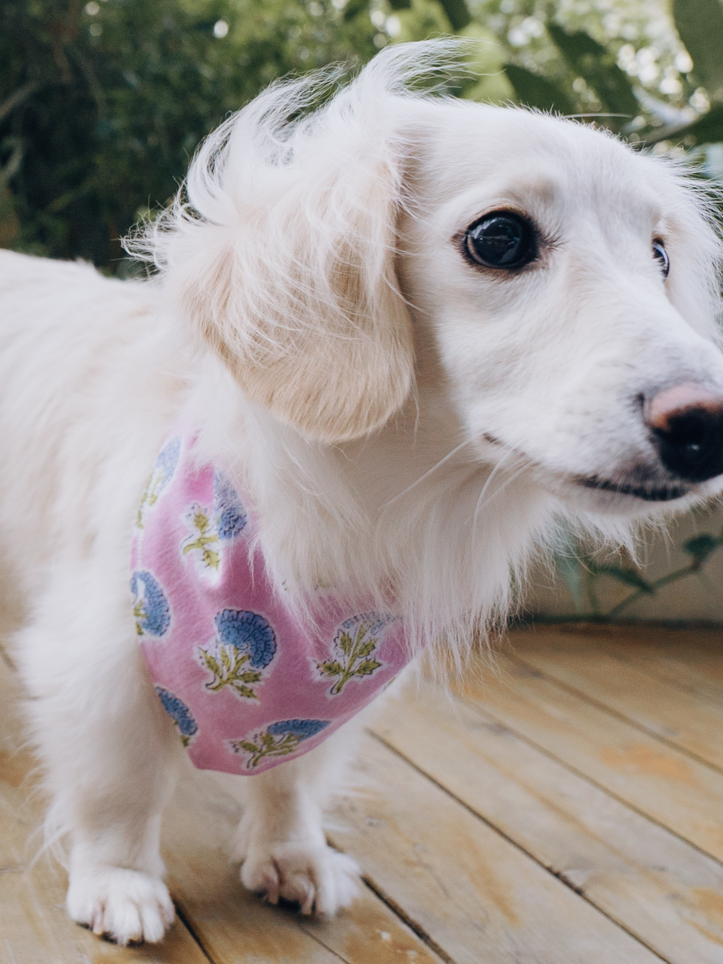 White dachshund wearing a pink block print Indian cotton bandana, side view