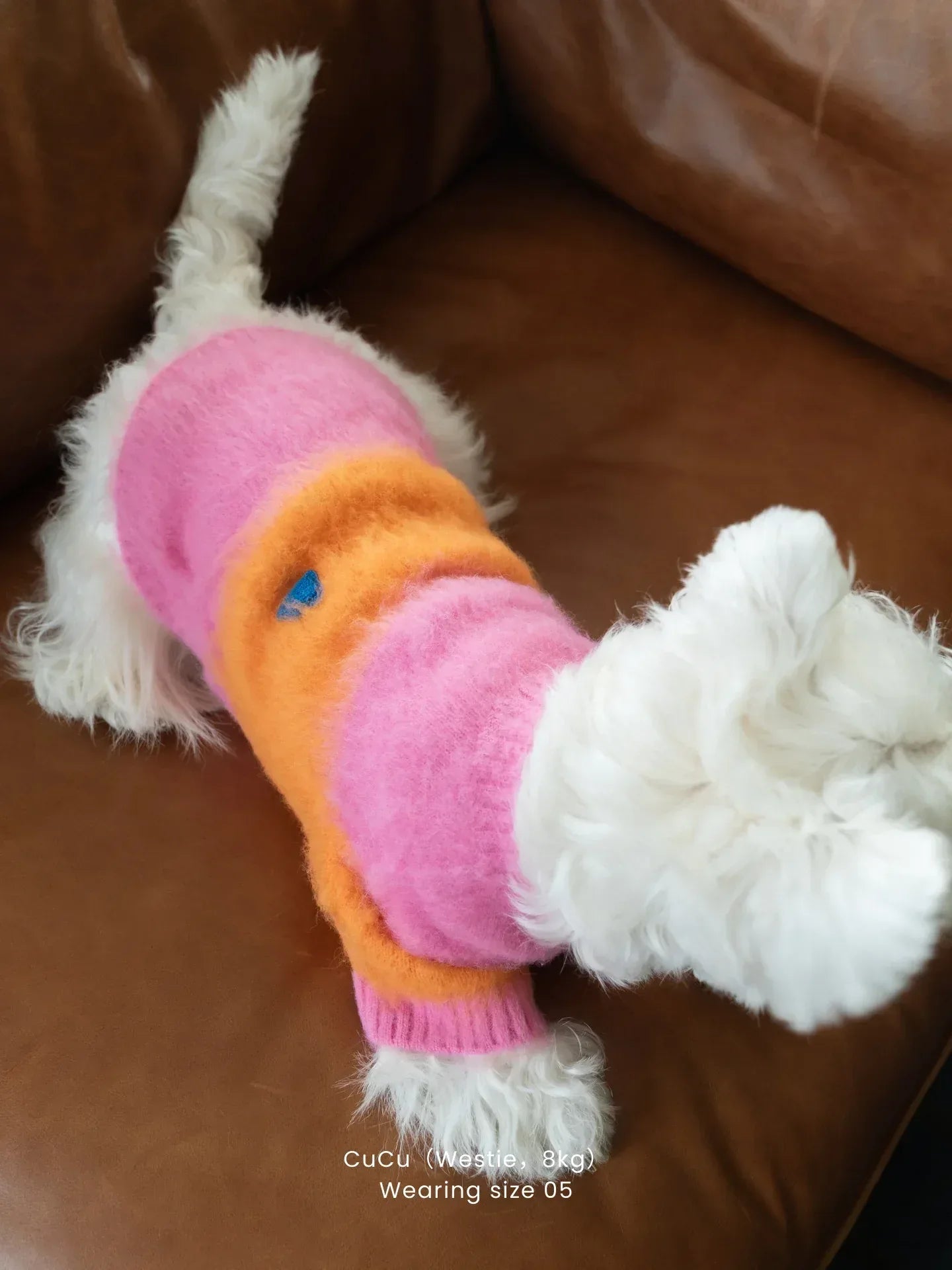Side view of a Westie standing while wearing the Pink-Orange color block brushed sweater, showing the comfortable fit.