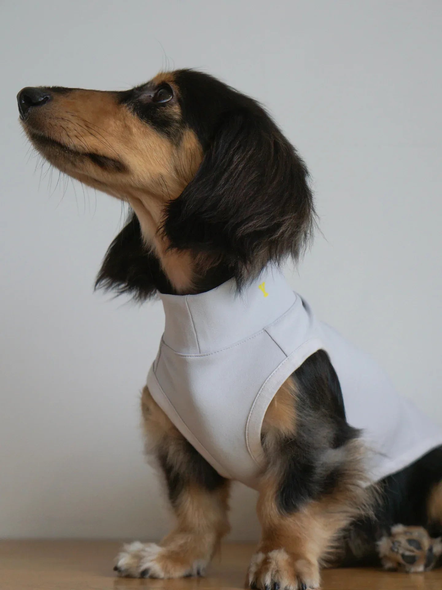A Dachshund looking up while wearing the L.Gray quick-dry vest, perfect for outdoor activities and sun safety.