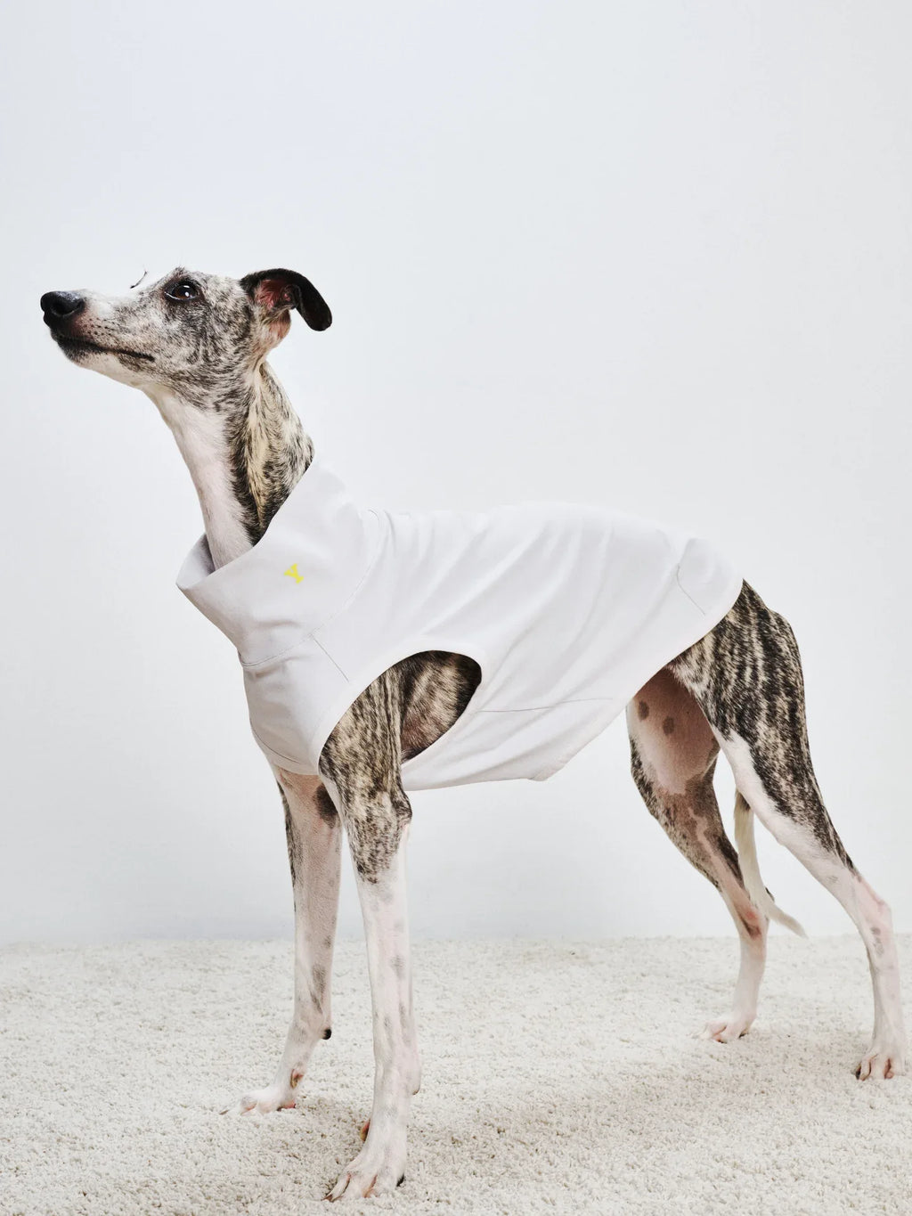 Full side view of a Greyhound/Whippet standing in the L.Gray quick-dry pet vest, showcasing the sleek athletic design.