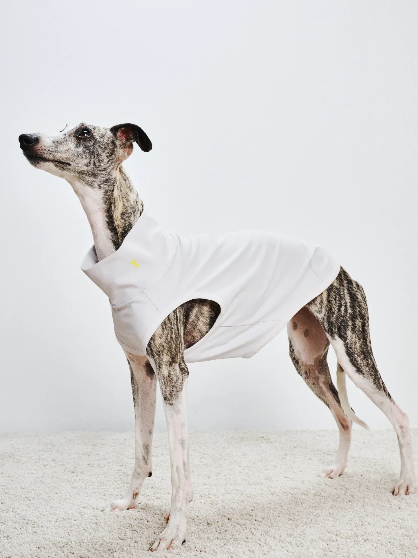Full side view of a Greyhound/Whippet standing in the L.Gray quick-dry pet vest, showcasing the sleek athletic design.